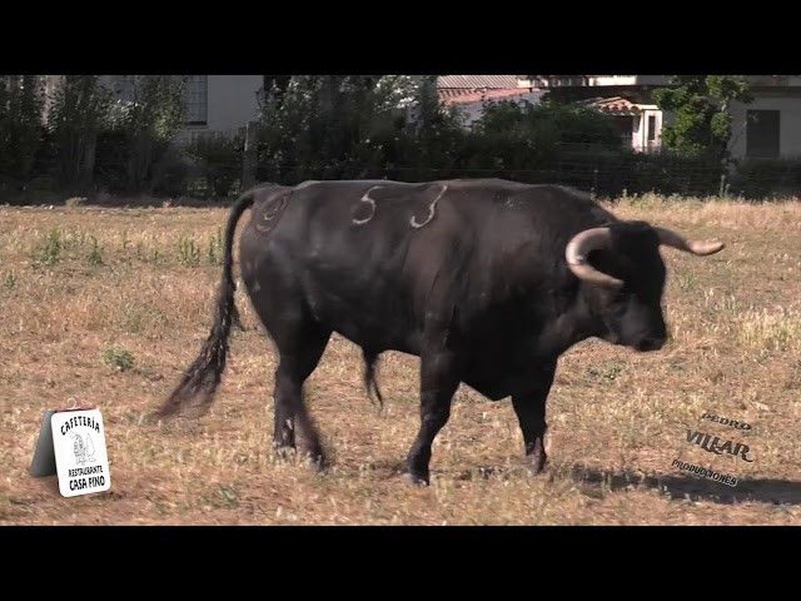 Ganadería Montalvo,15 de agosto, Guijuelo 2018