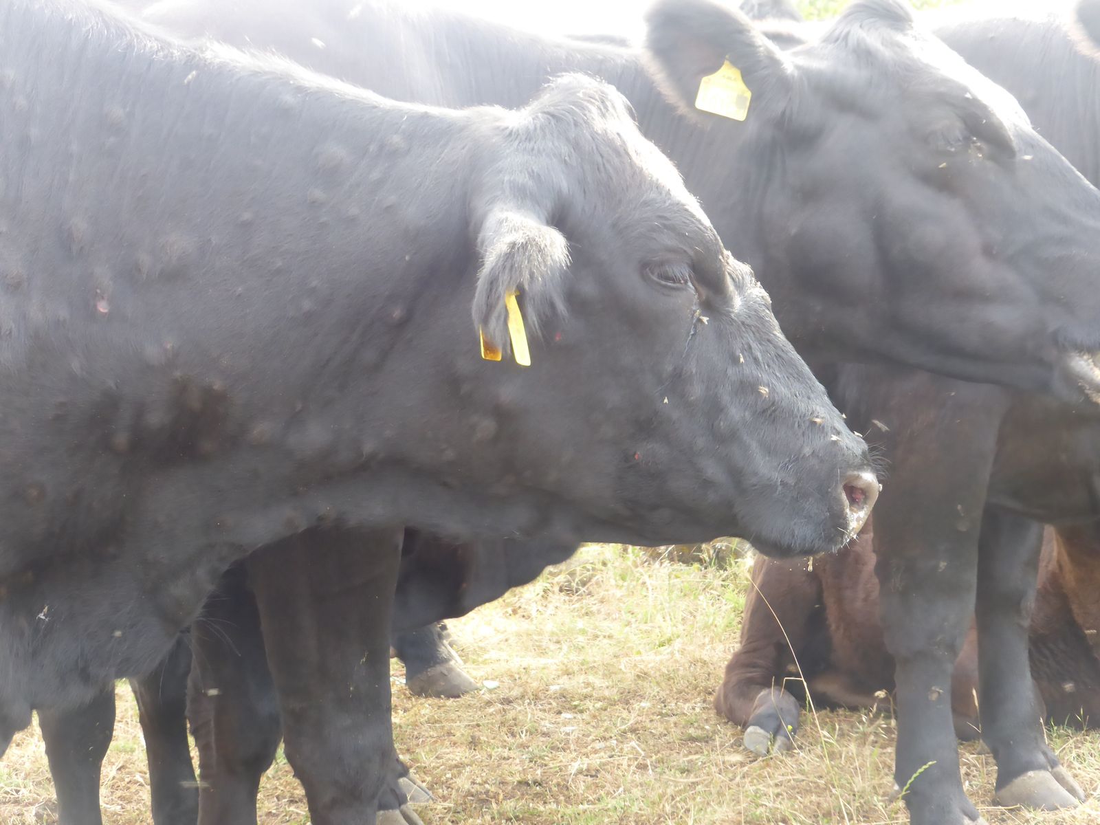 Vacas afectadas por la Dermatosis Nodular Contagiosa