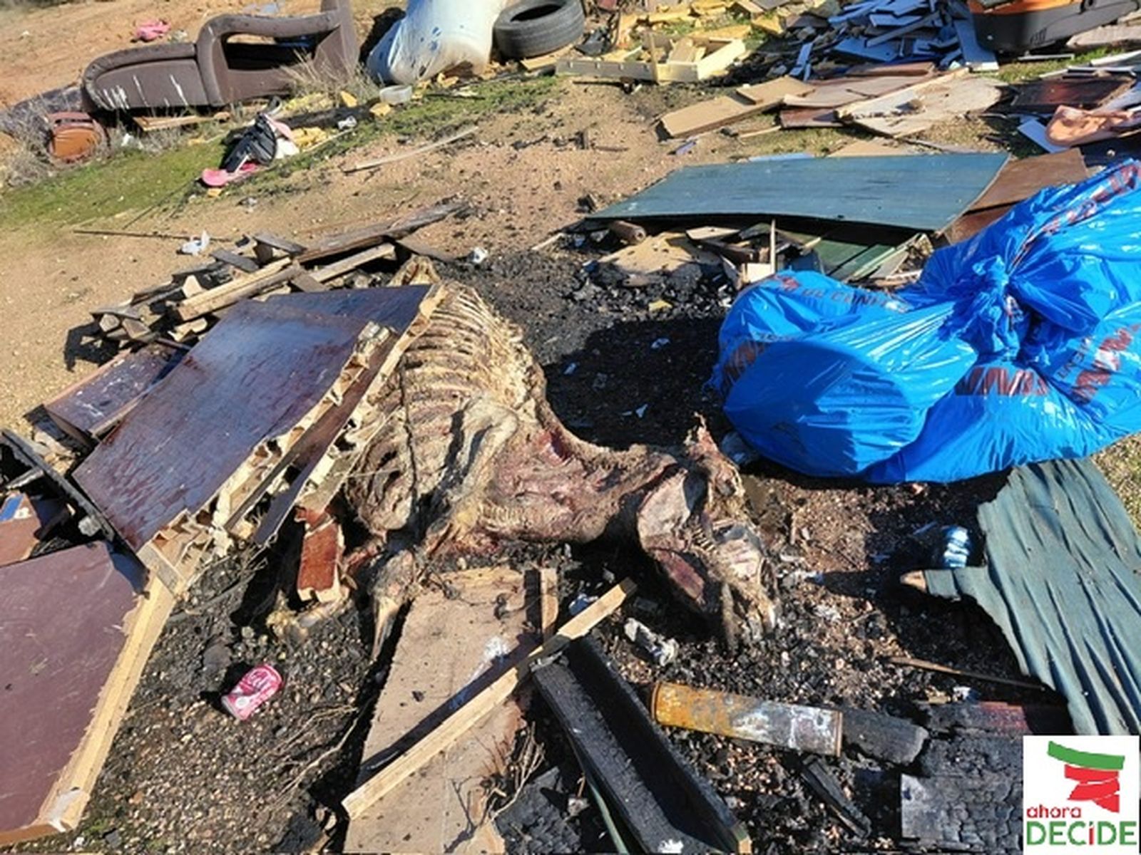 Burro muerto en el macrovertedero ilegal