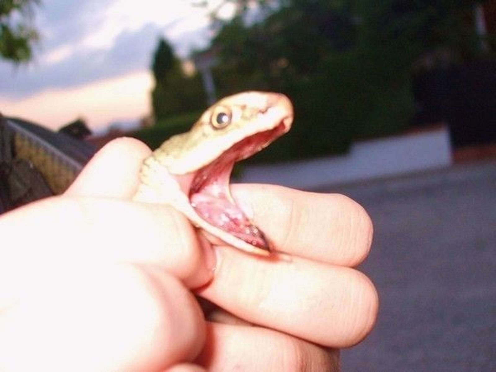 Aparece una serpiente bastarda de cuarenta centímetros en una cocina