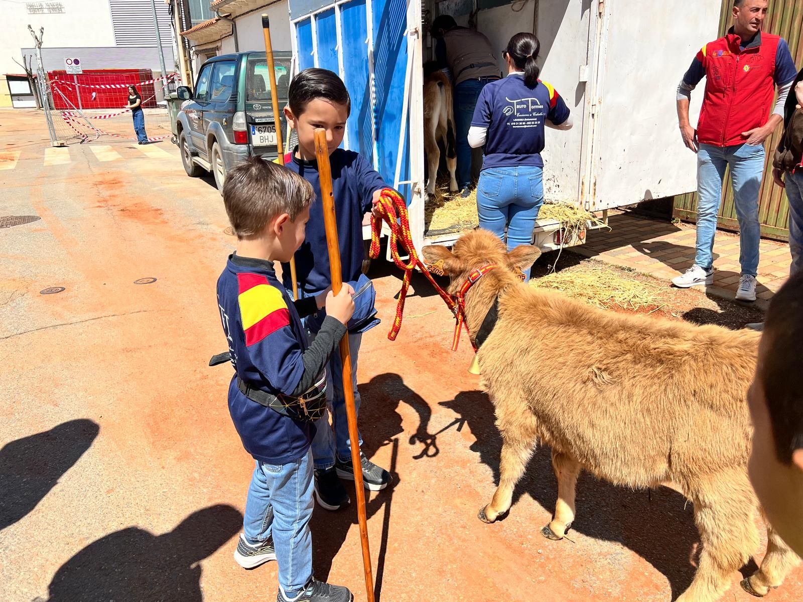 mini-bueyes-en-elas-fiestas-de-doninos-2025-10