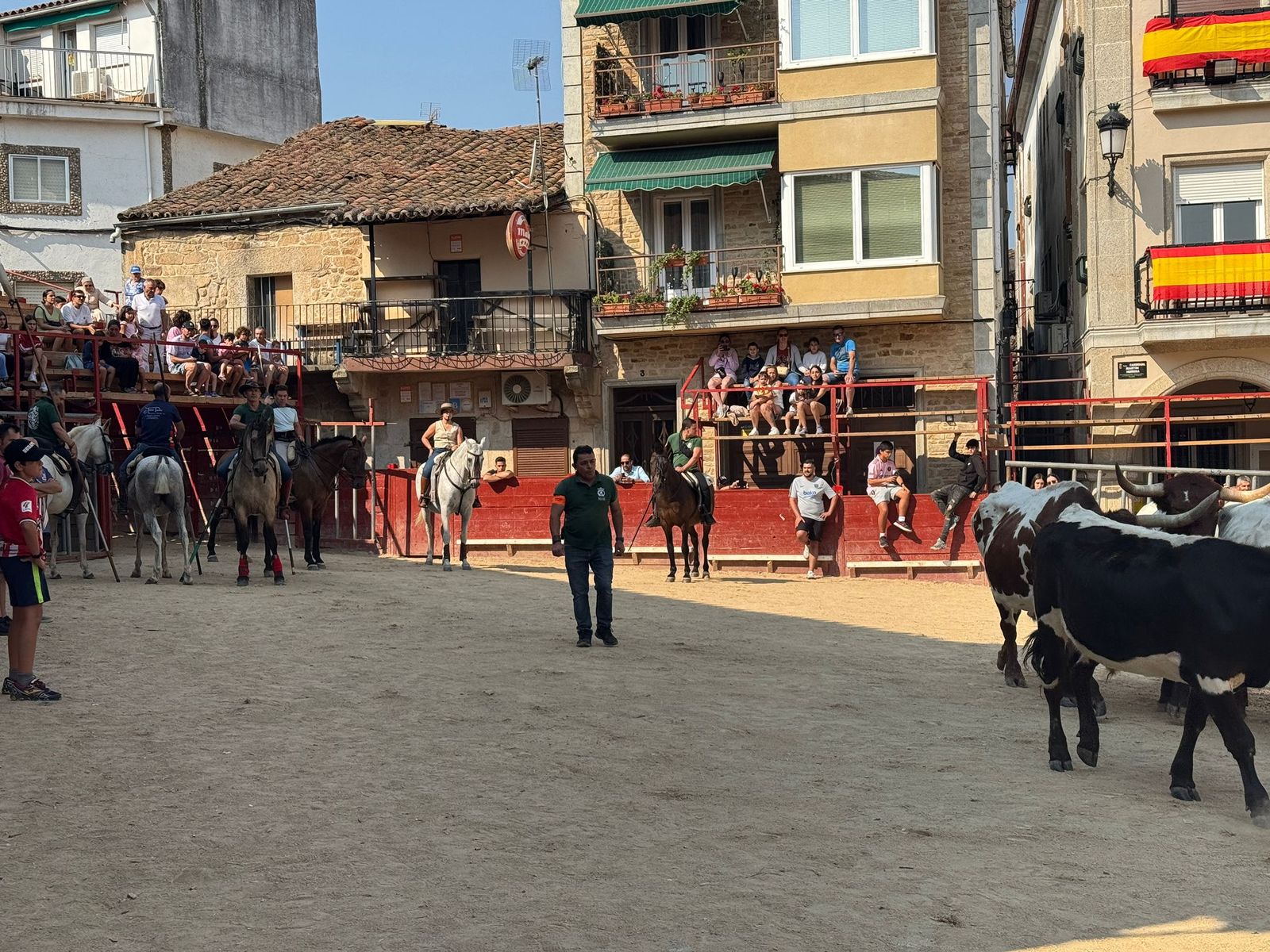 Encierro de bueyes en Aldeadávila de la Ribera para enseñarles el camino para los encierros en sus fiestas 2025