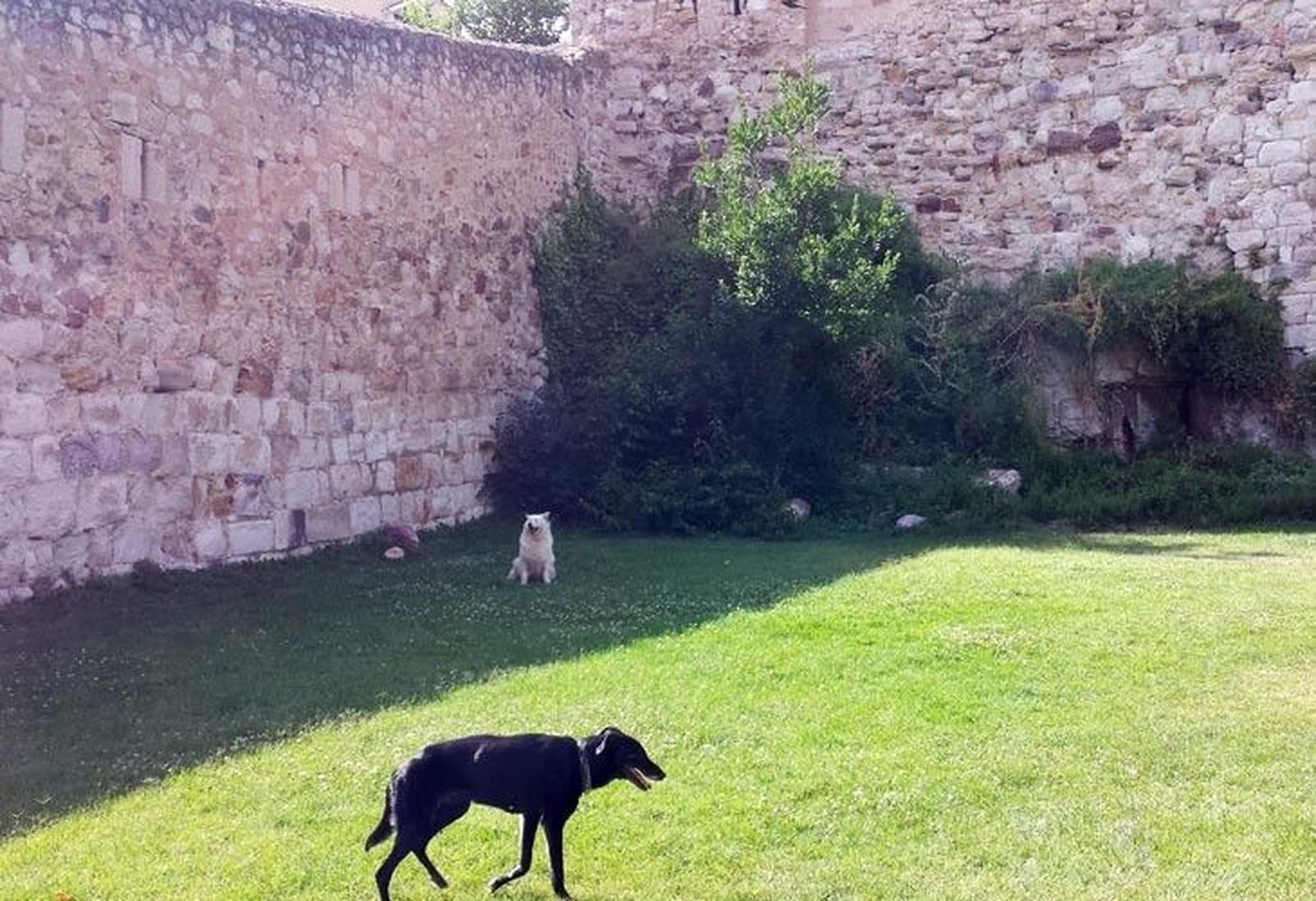 UPL reclama la creación de un parque para perros