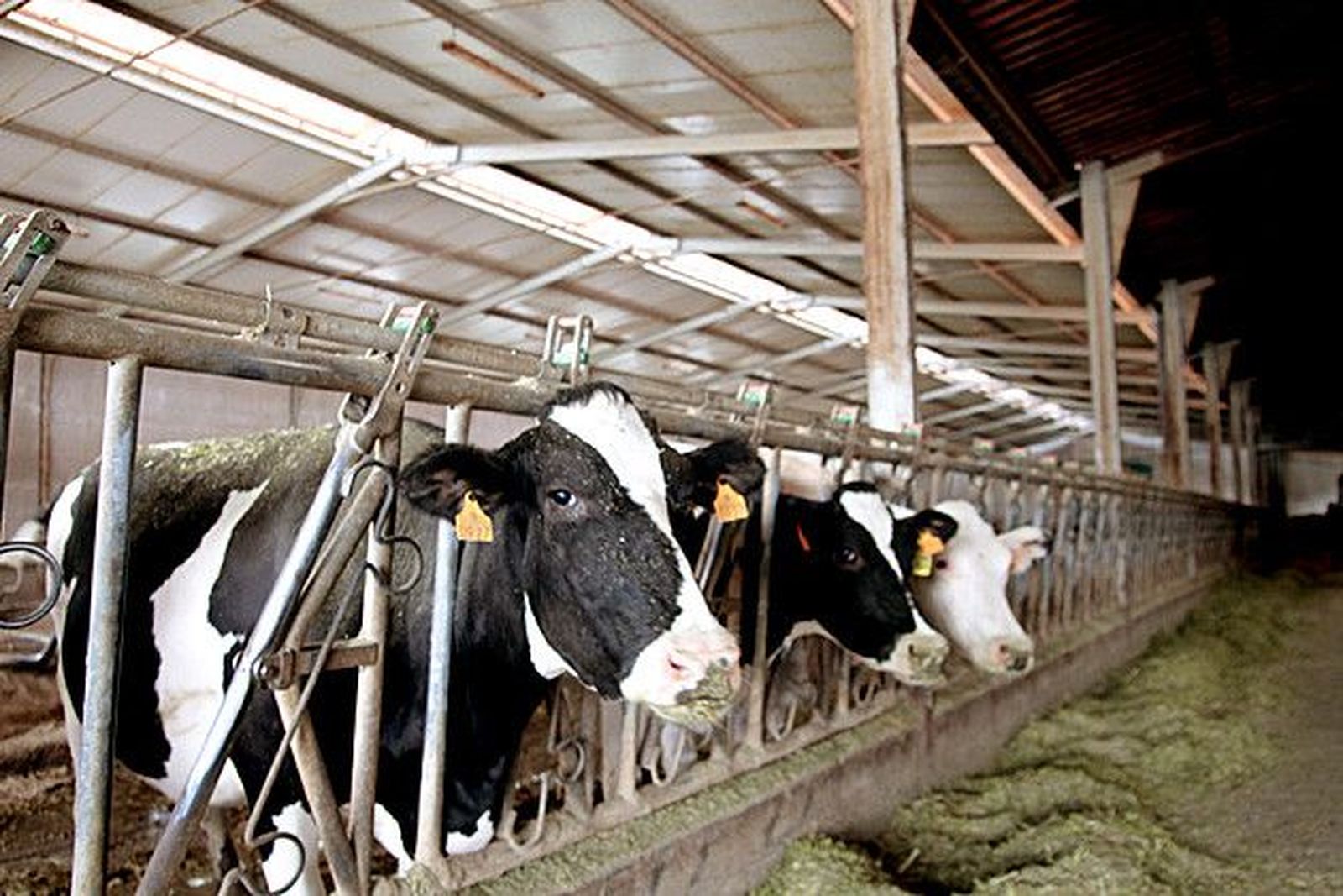 Los incumplimientos de las industrias lácteas y de distribución invalidan el acuerdo lácteo, denuncia la Alianza