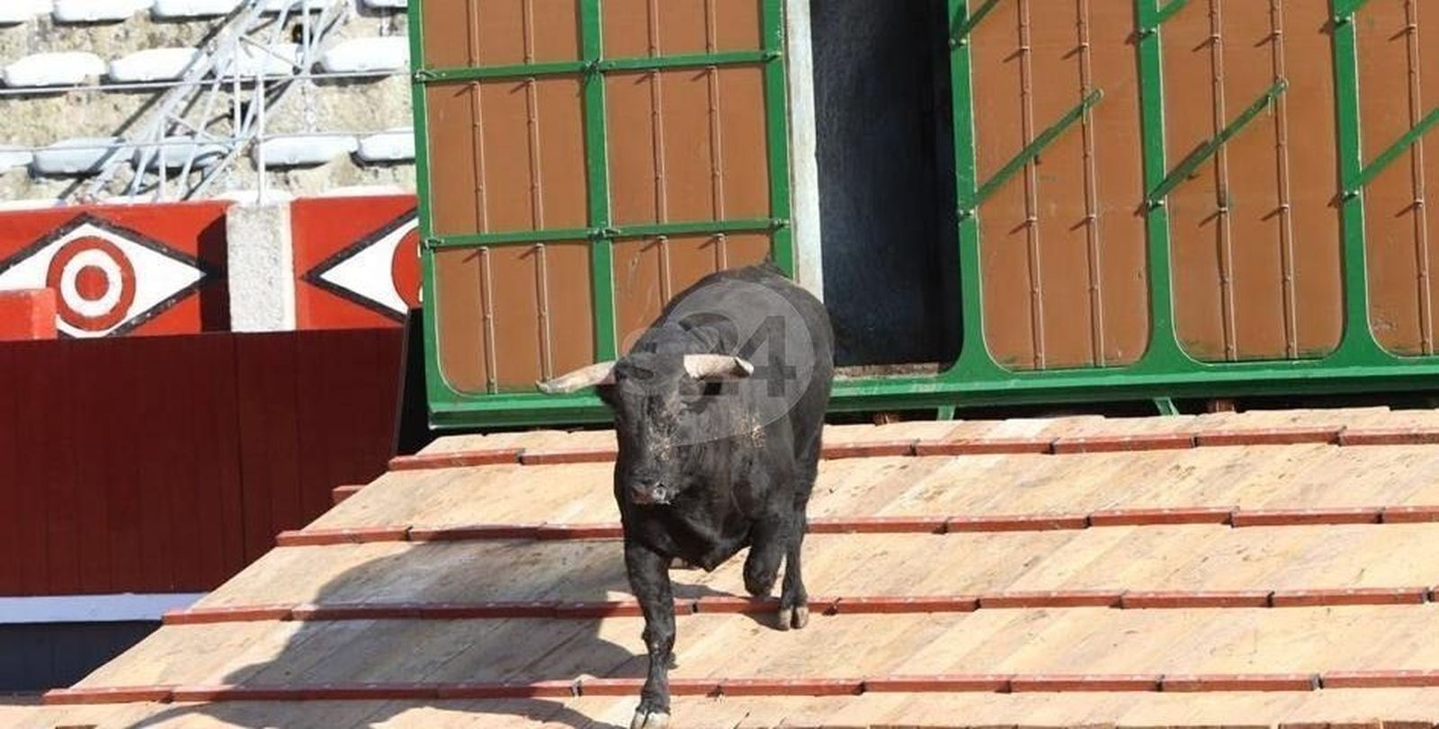 Desenjaule de los toros que se lidiados en la Feria