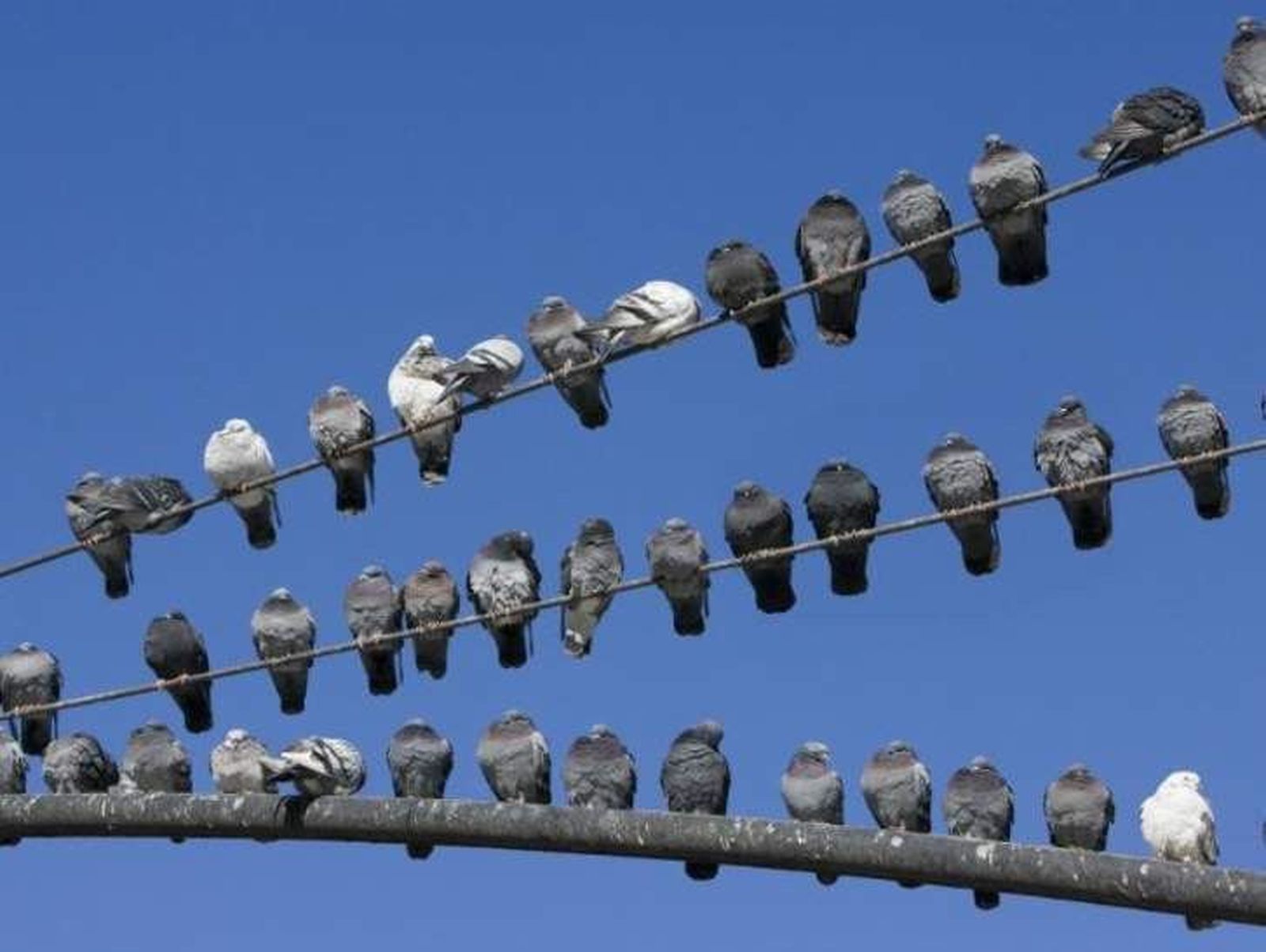 El PP alerta sobre la presencia de roedores e insectos en diferentes zonas