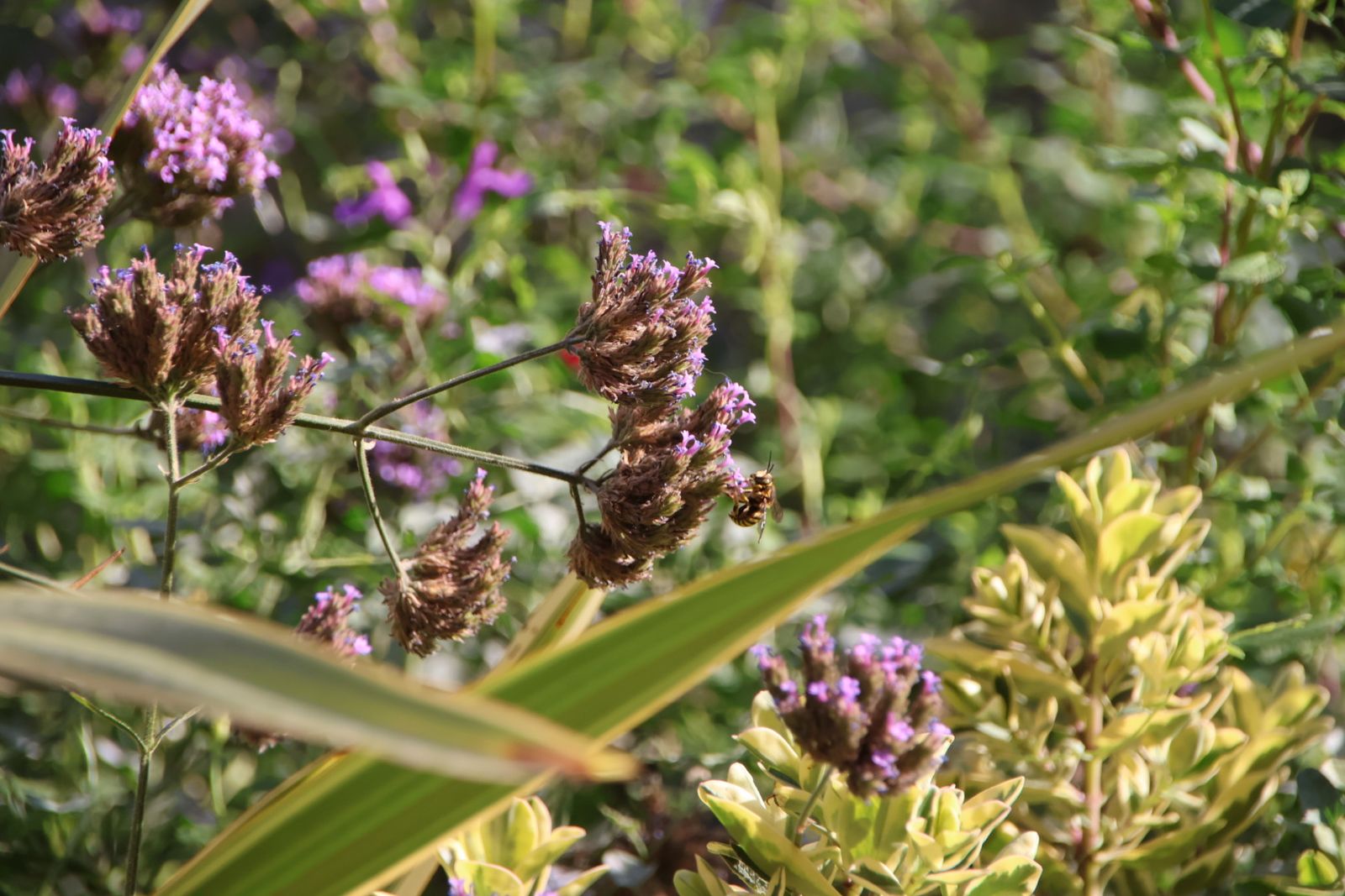 Entrevista Jaime Laso, técnico ayto para el reportaje de los polinizadores