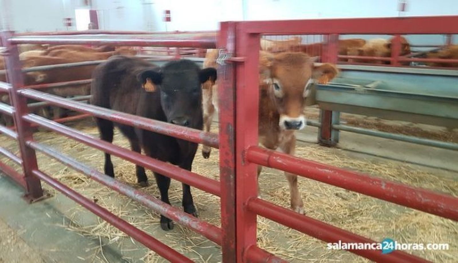 Mercado de vacuno 1 728x418