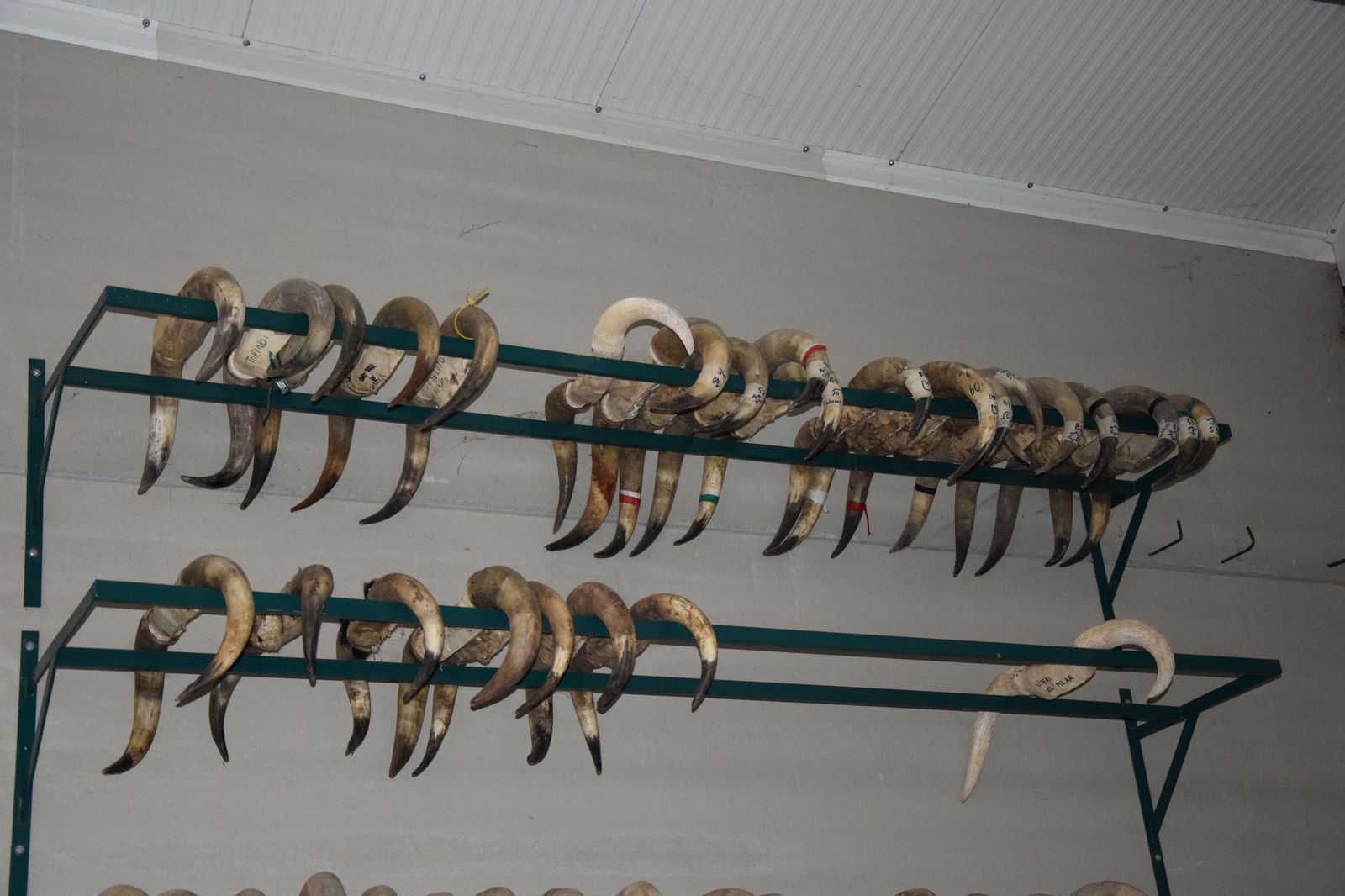 taxidermia-en-salamanca-7