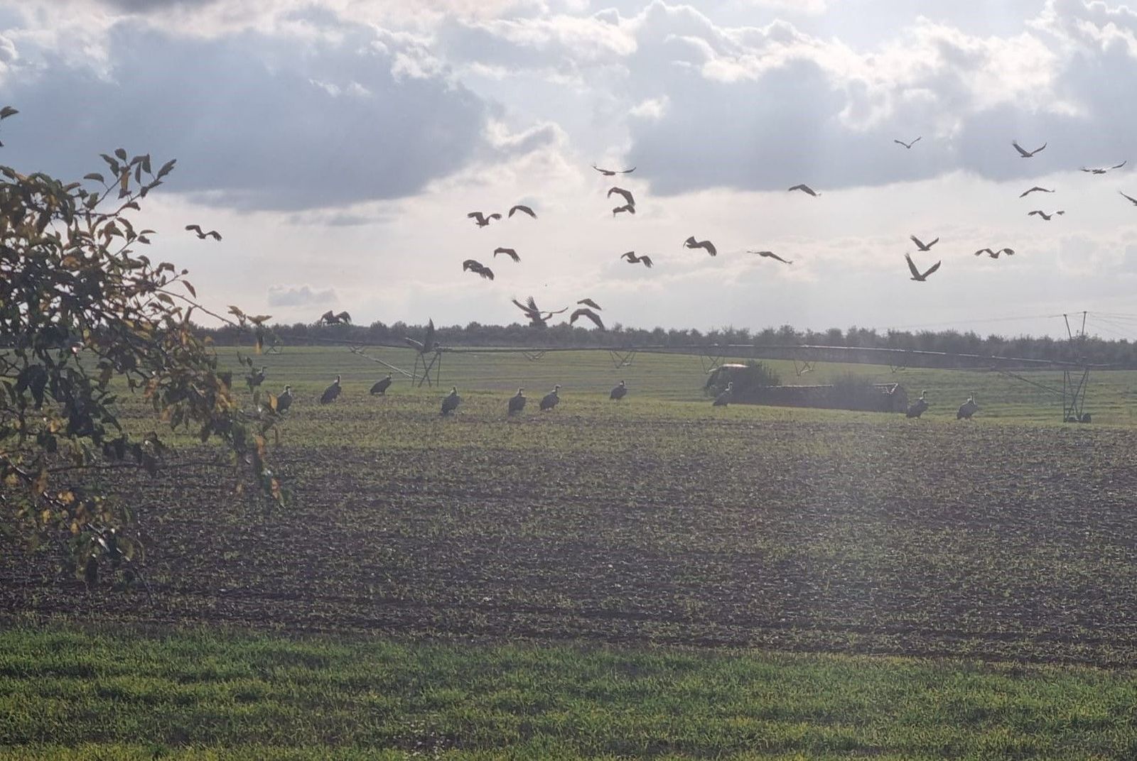 Buitres en Aldeanueva de Figueroa atacan vaca