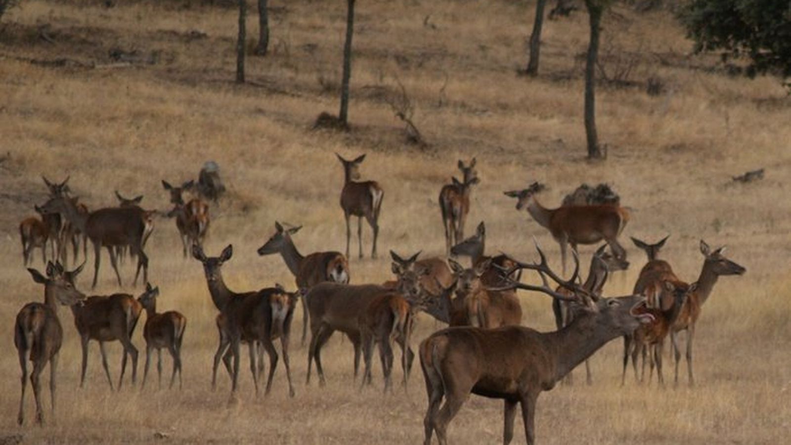 Un ciervo macho con su harén de hembras en la época de berrea