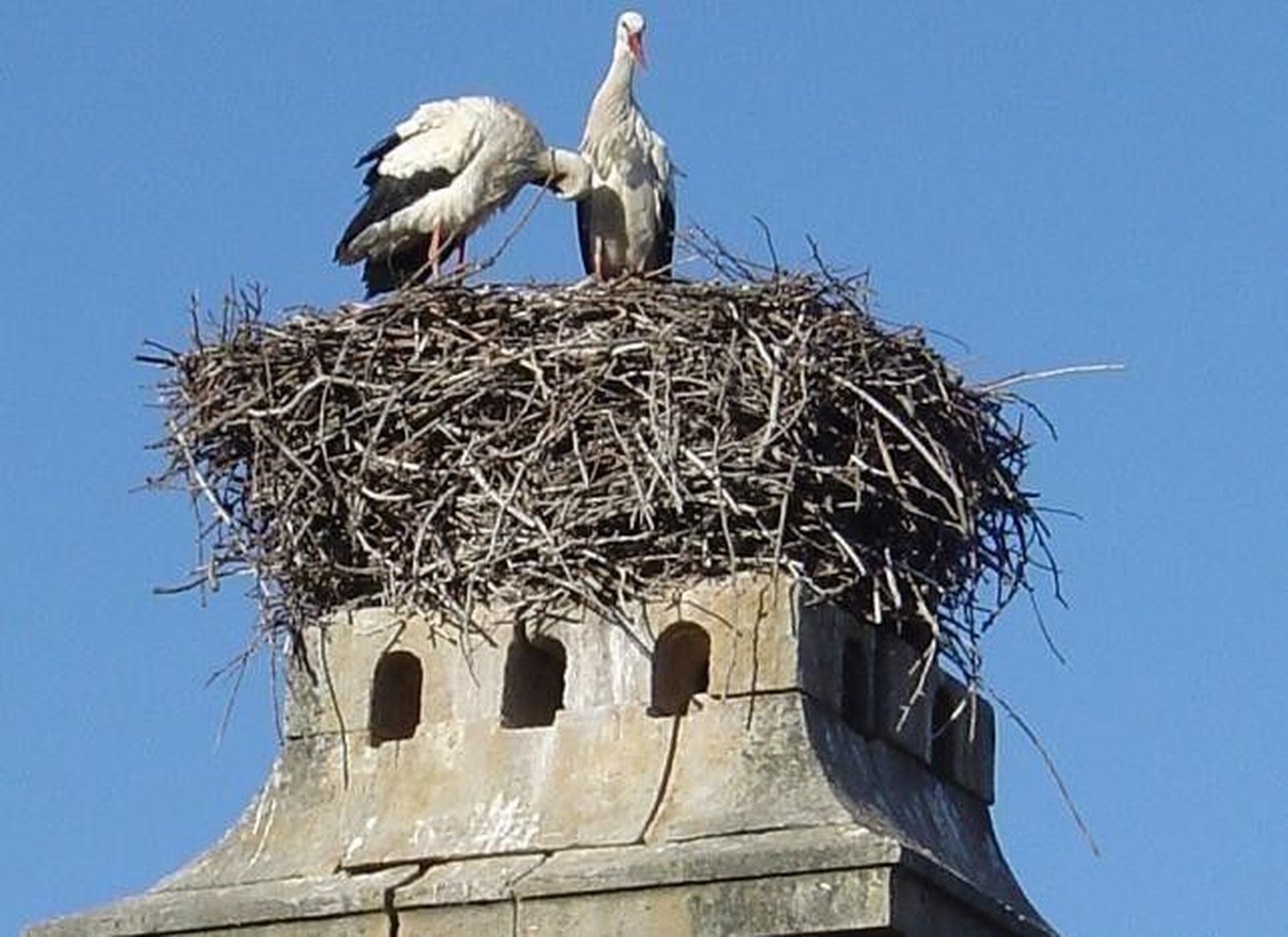 Las cigüeñas niñeras de Santa Marta