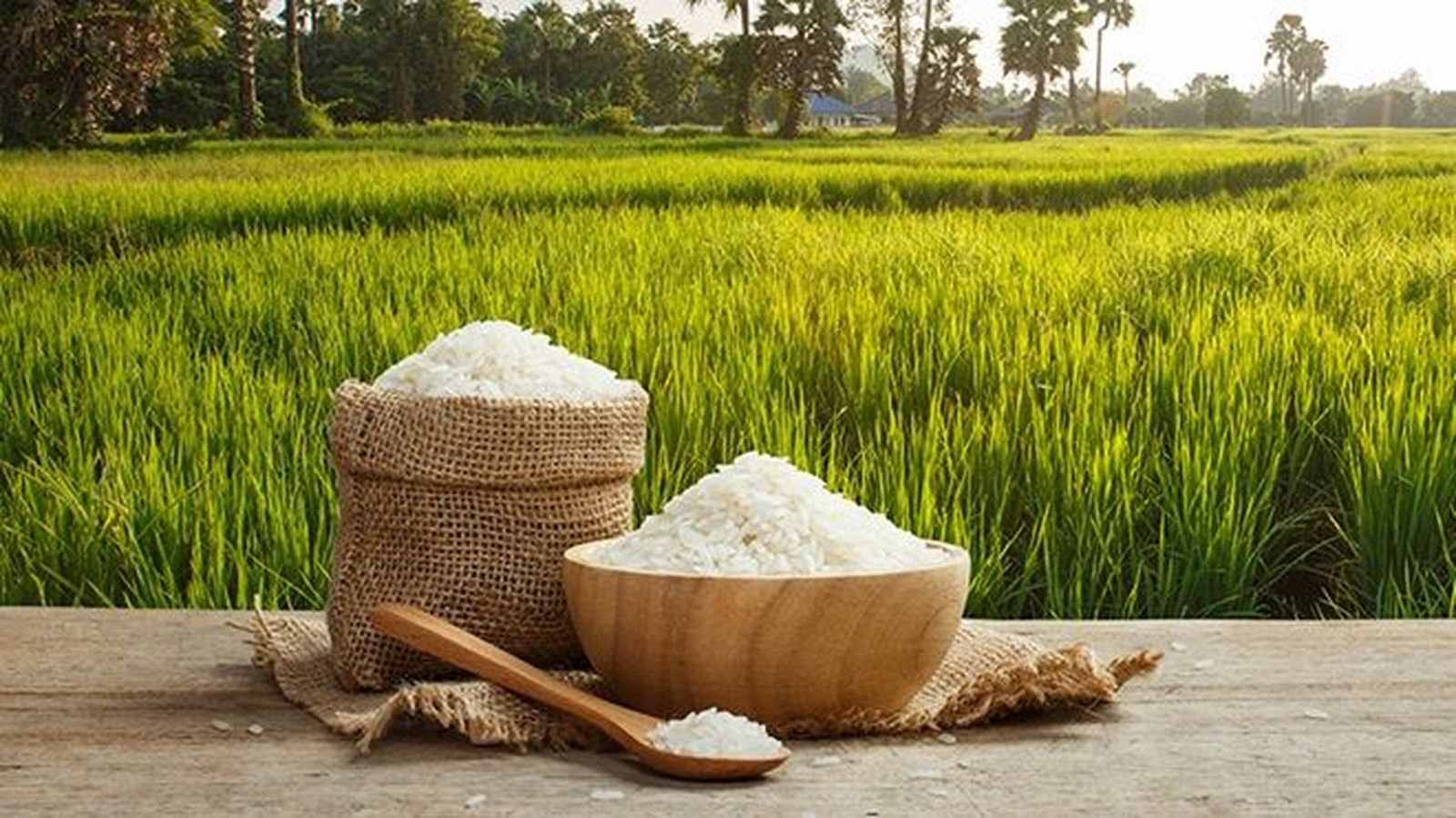 Imagen de archivo de arroz OCU