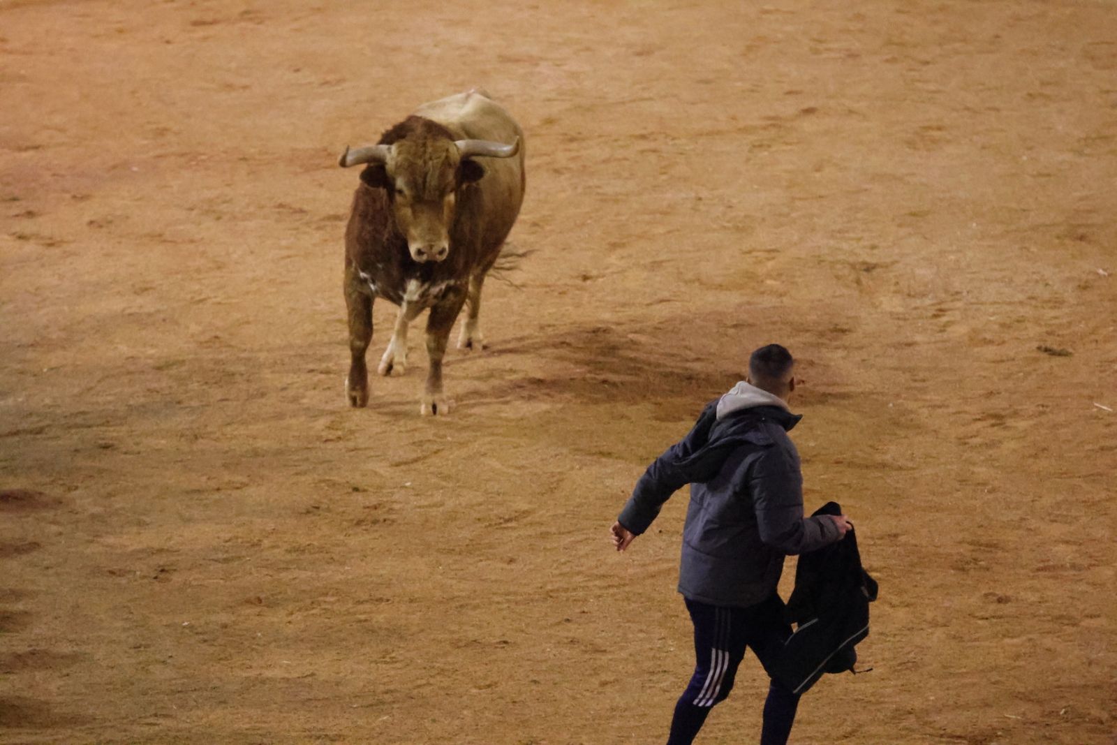 Capea de Sábado tarde en el Carnaval del Toro de Ciudad Rodrigo