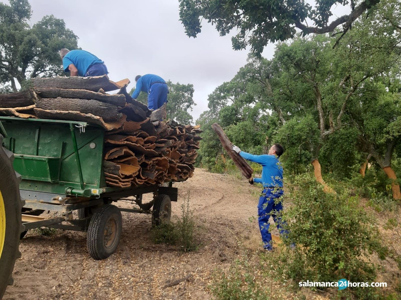 Corcho en valdelosaPHOTO 2020 08 18 19 37 43 1