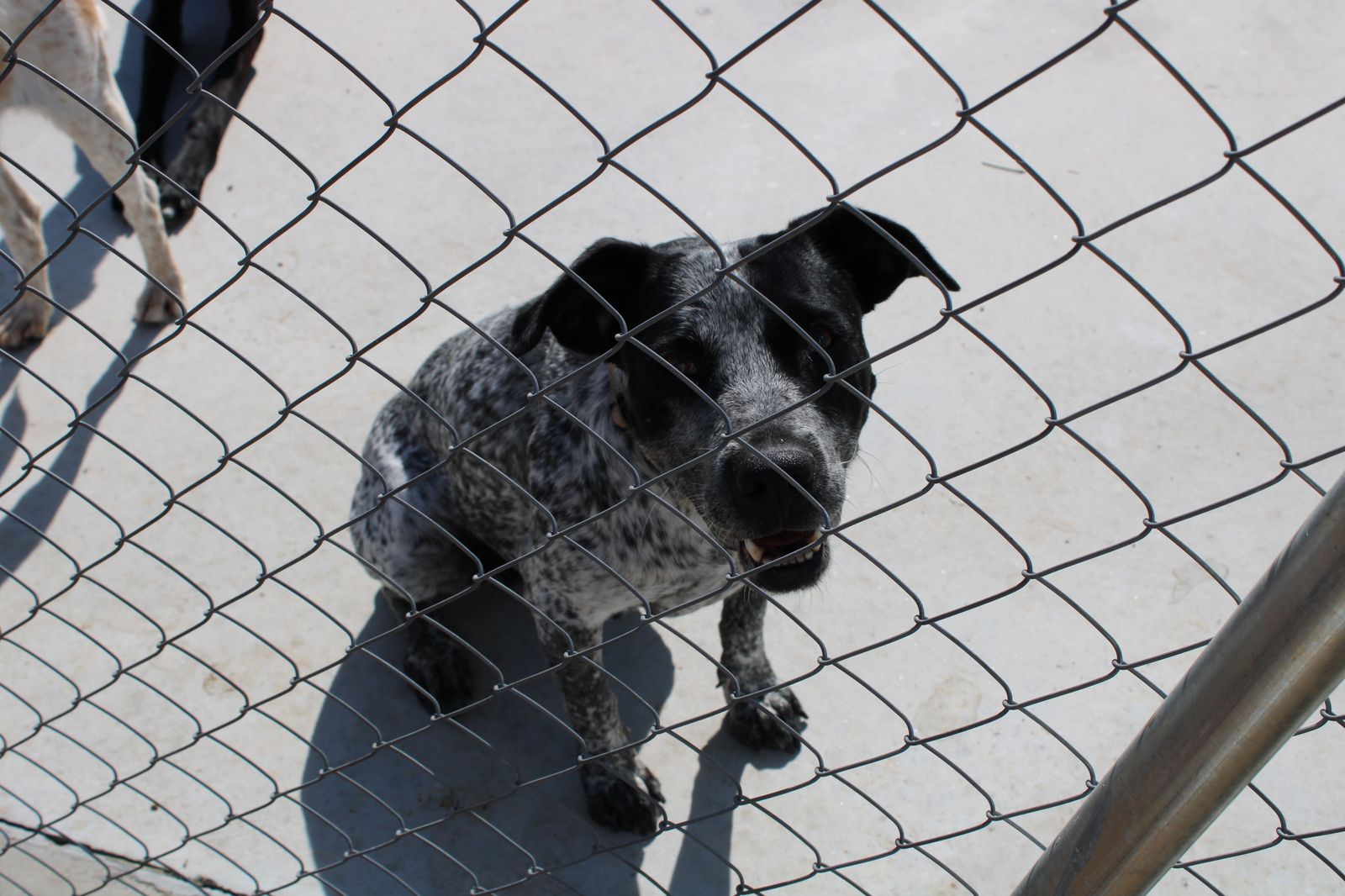 refugio-de-animales-del-ayuntamiento-de-salamanca-43