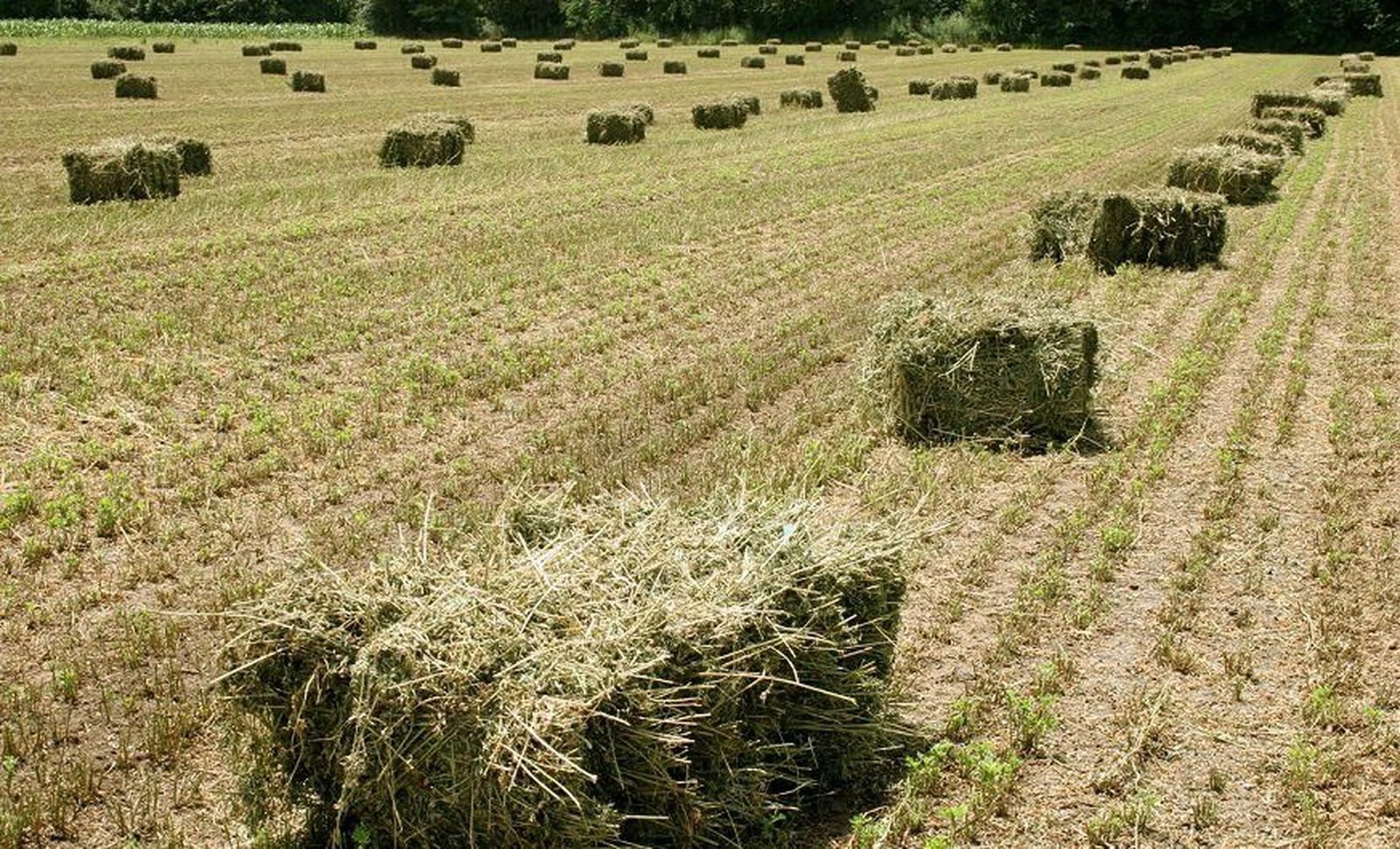 La Consejería de Agricultura amplía hasta el 15 de octubre el plazo para solicitar las ayudas a la incorporación de jóvenes