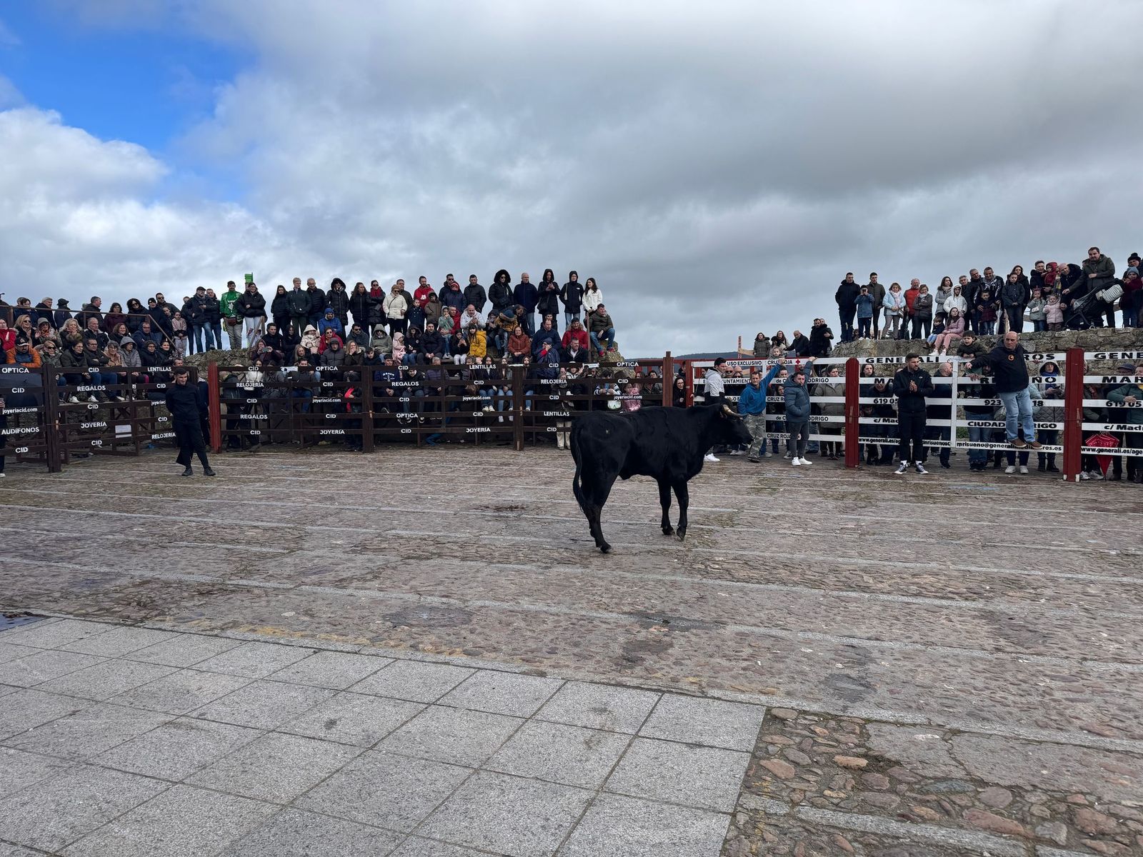 suelta-de-vaquillas-por-el-domingo-de-pinata-en-ciudad-rodrigo-9-de-marzo-de-2025-5