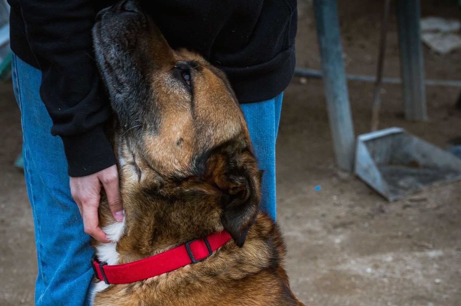 Perro en la protectora 'Siempre Fiel'. Imagen 'Siempre Fiel'