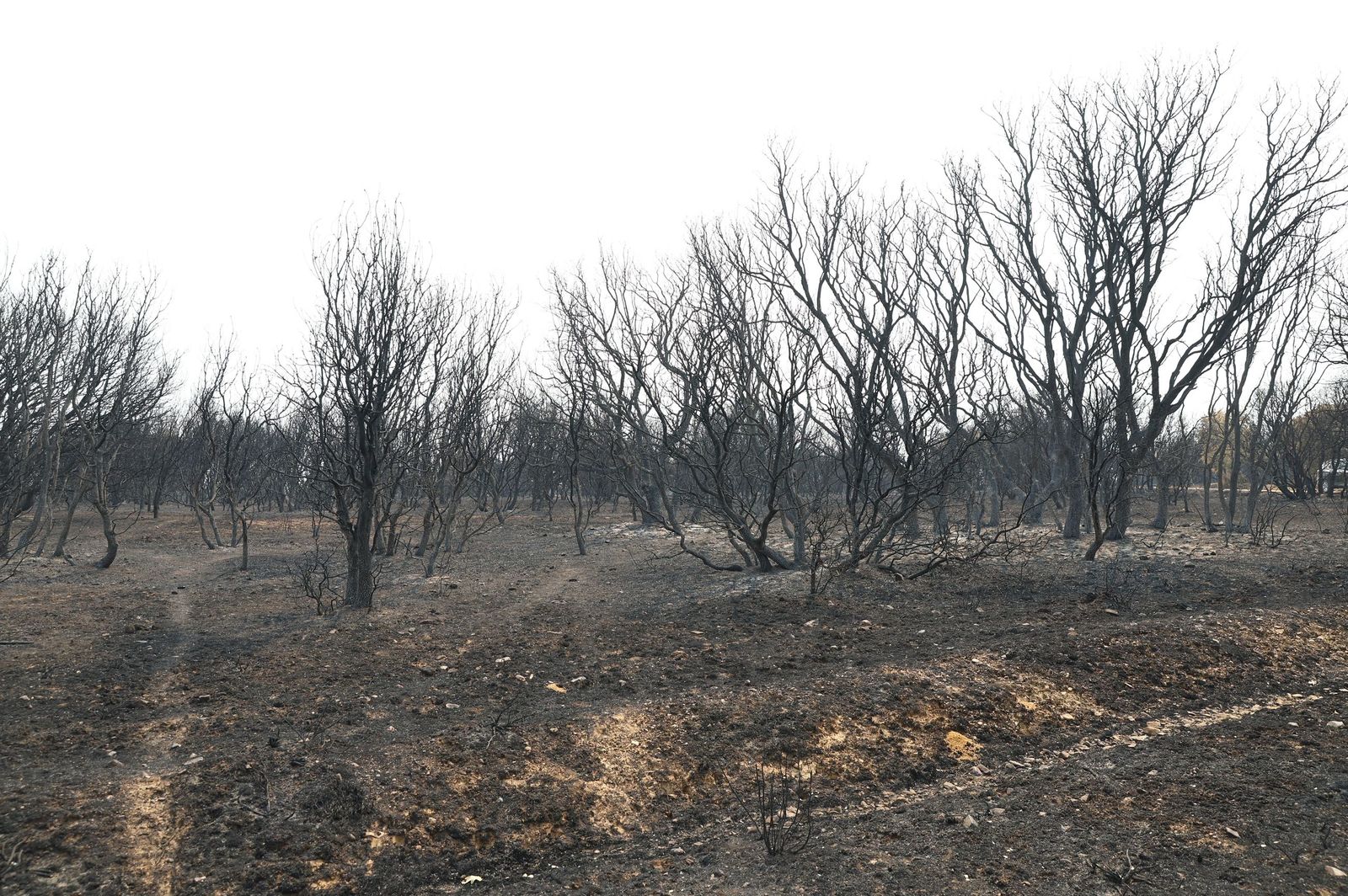 GALERÍA | Así ha sido la visita de Pedro Sánchez a Molezuelas de la Carballeda