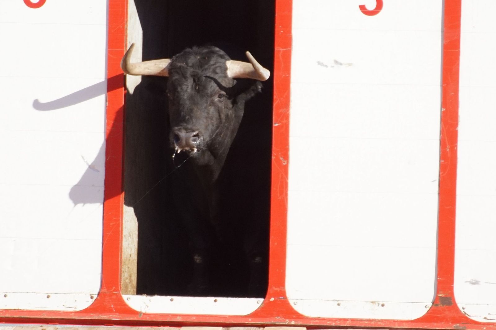 Tradicional Desenjaule en la Plaza de Toros La Glorieta