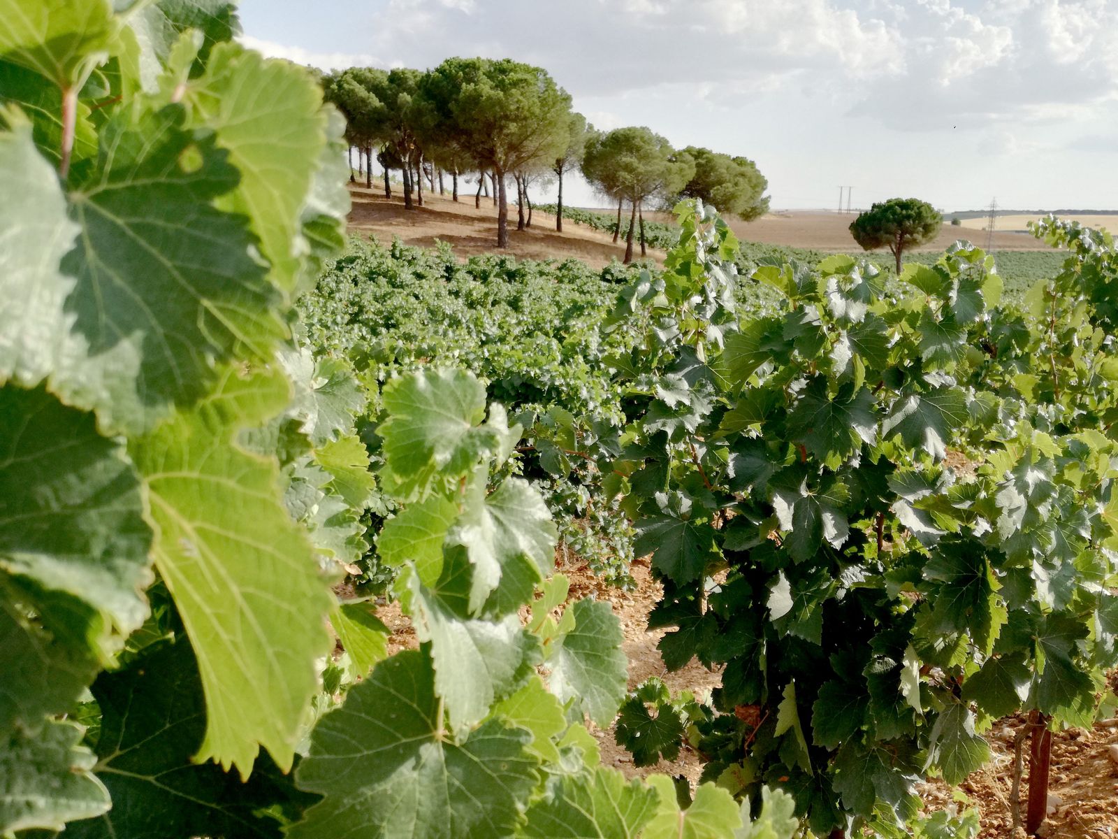 Viñas de Castilla y León ICAL