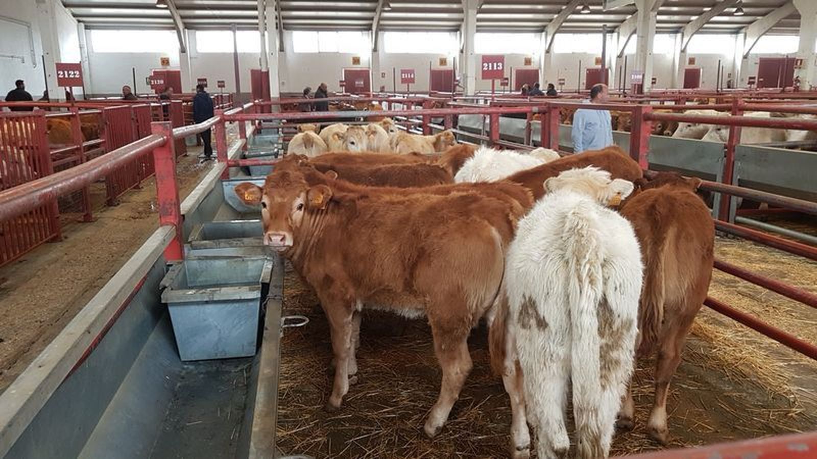 Así ha sido la Lonja de Salamanca este 22 de noviembre: estabilidad en los precios salvo pocas excepciones mientras que la subida de los cereales se estanca