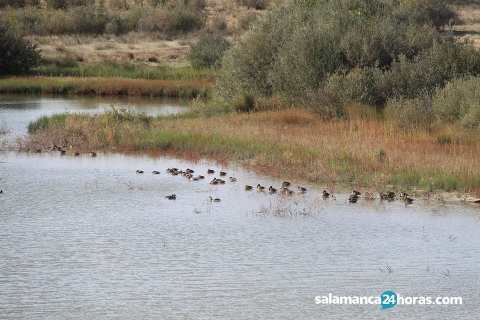 Azud riolobos. Foto de archivo