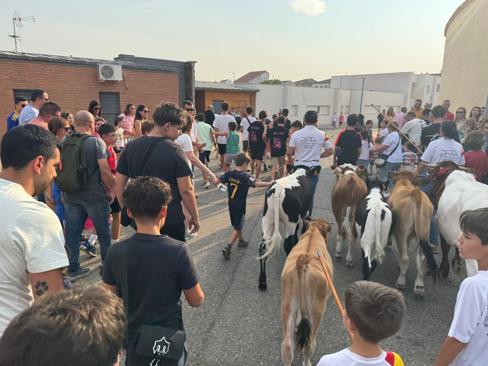 Encierro infantil de Mini Bueyes en Guijuelo durante sus fiestas 2025