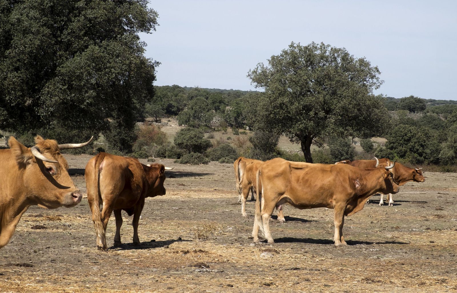 Un veterinario inyecta medicamentos a una vaca infectada de Ehe en una finca de la comarca de ledesma. Foto Jesús Formigo ICAL (4)