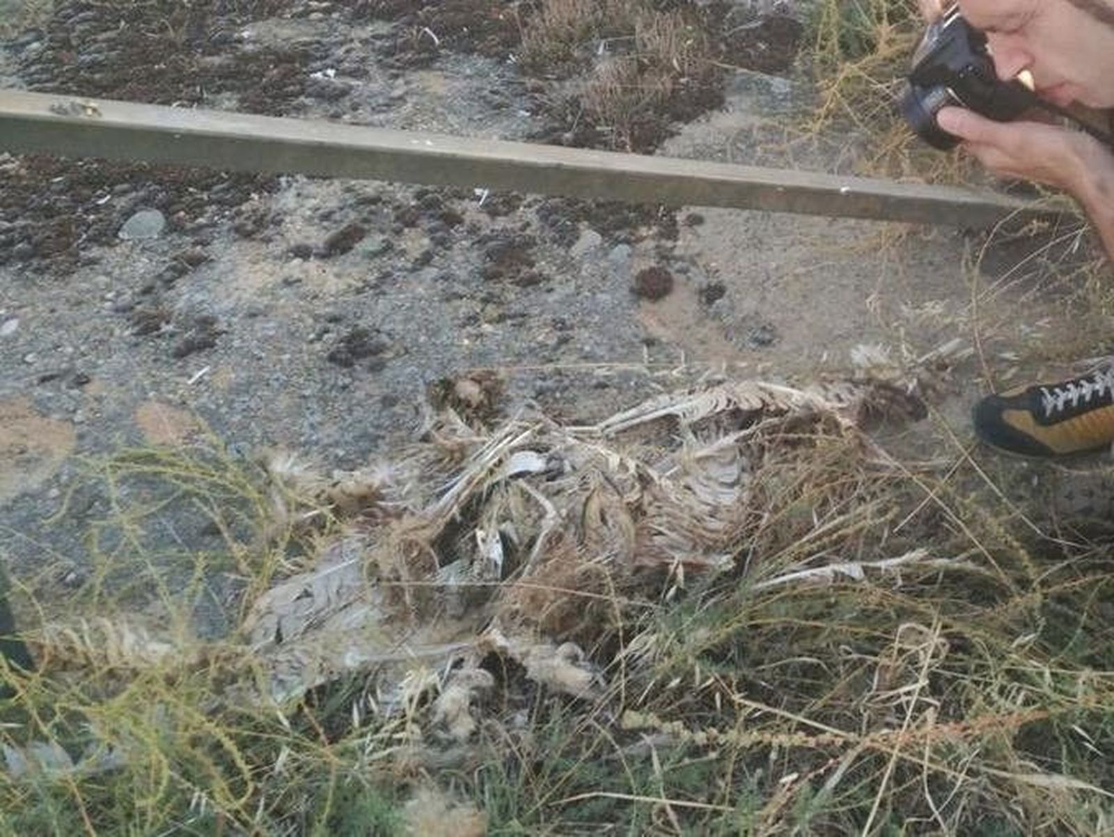 Denuncian la aparición de un búho real electrocutado en Toro