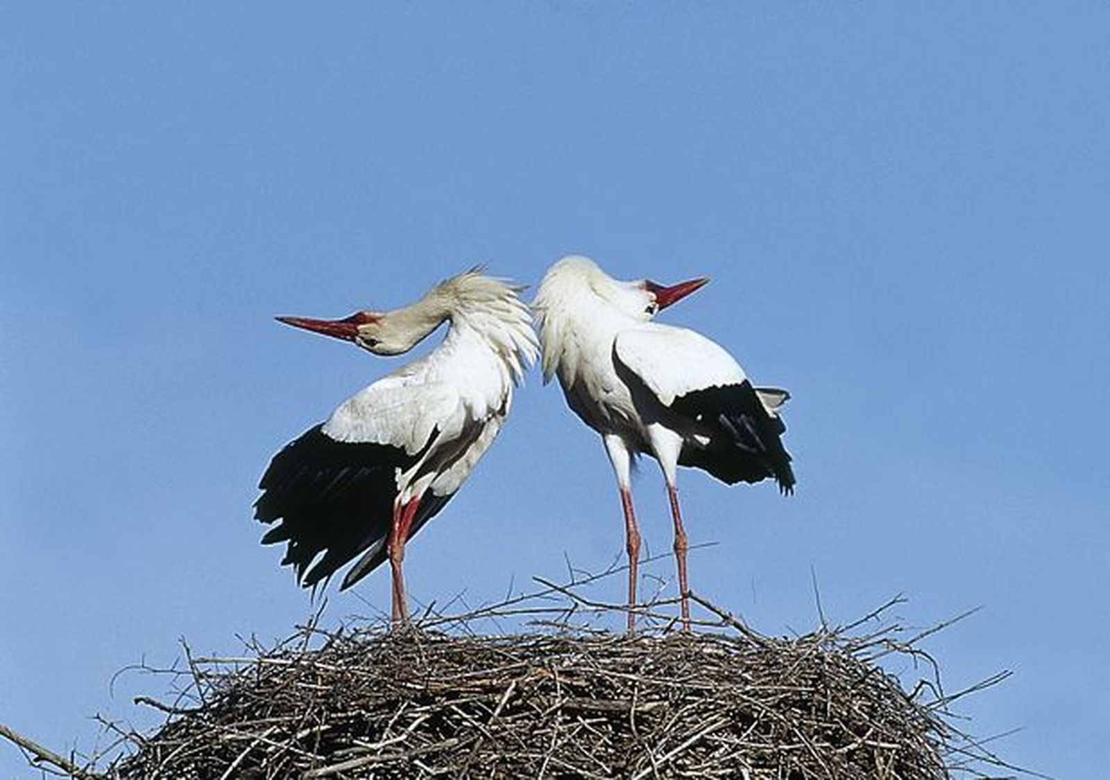 Cigüeña blanca SeoBirdLife