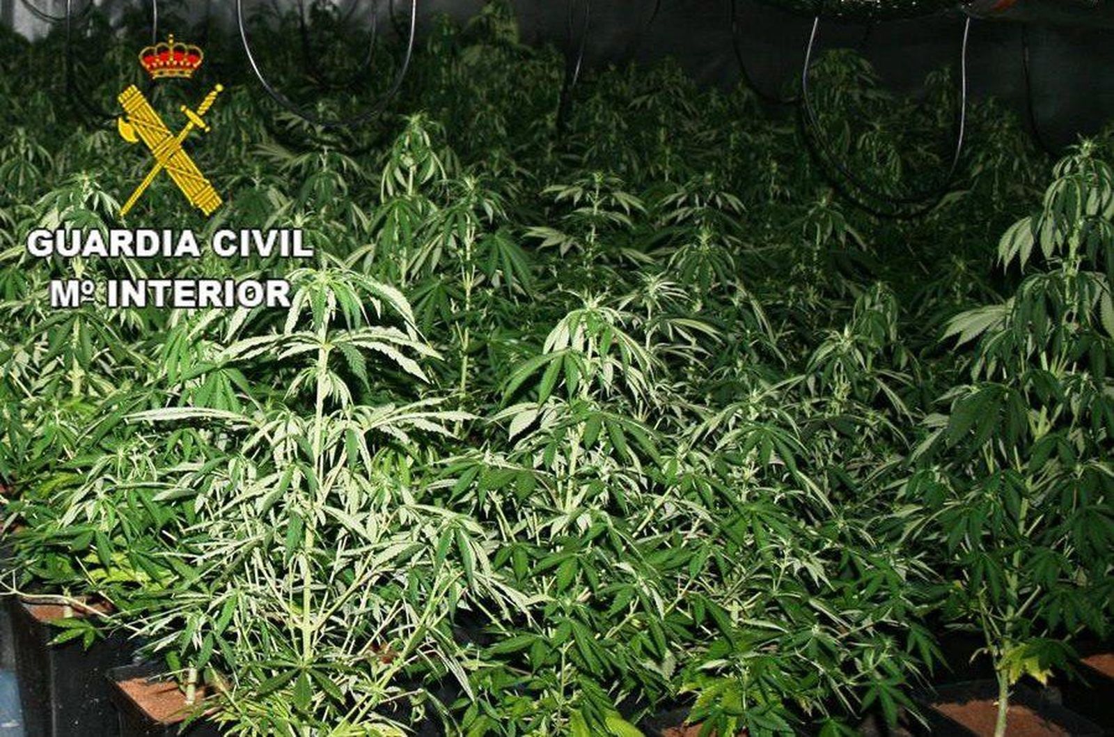 Desmantelado un centro de cultivo de marihuana en Roales con tres detenidos