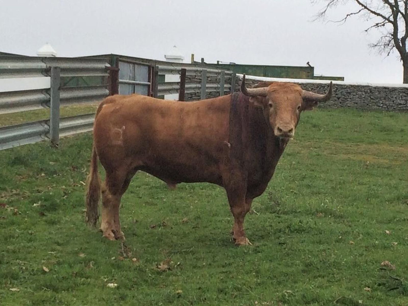 'Pasmoso', el toro de Garcigrande indultado por López Simón en Valencia