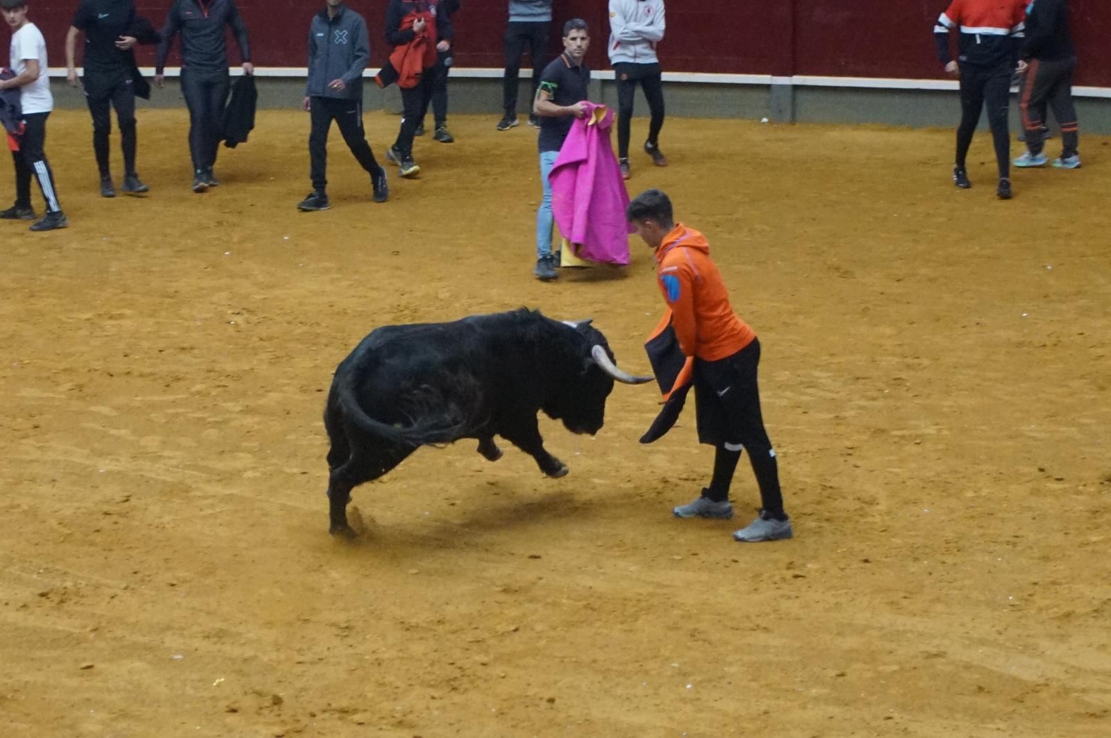 Alba de Tormes celebra un encierro, capea y encierro de minibueyes