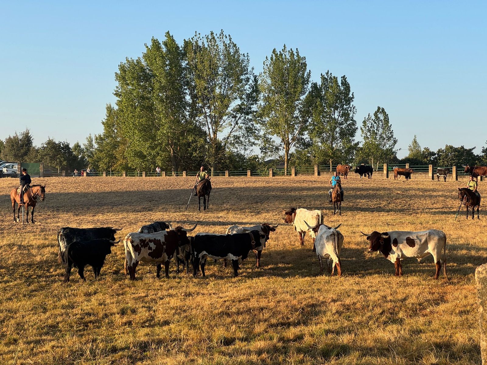 Aldeadávila, encierro urbano 27 de agosto 25 (2).jpg