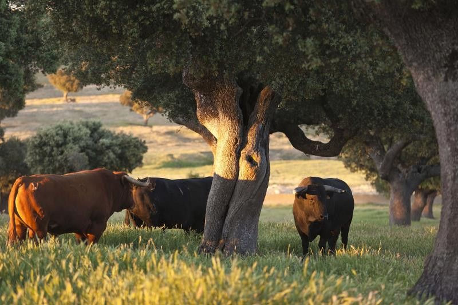 Toro y dehesa Toro y dehesa