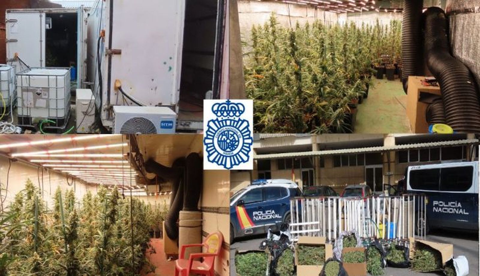 Desmantelada plantación de marihuana indoor 