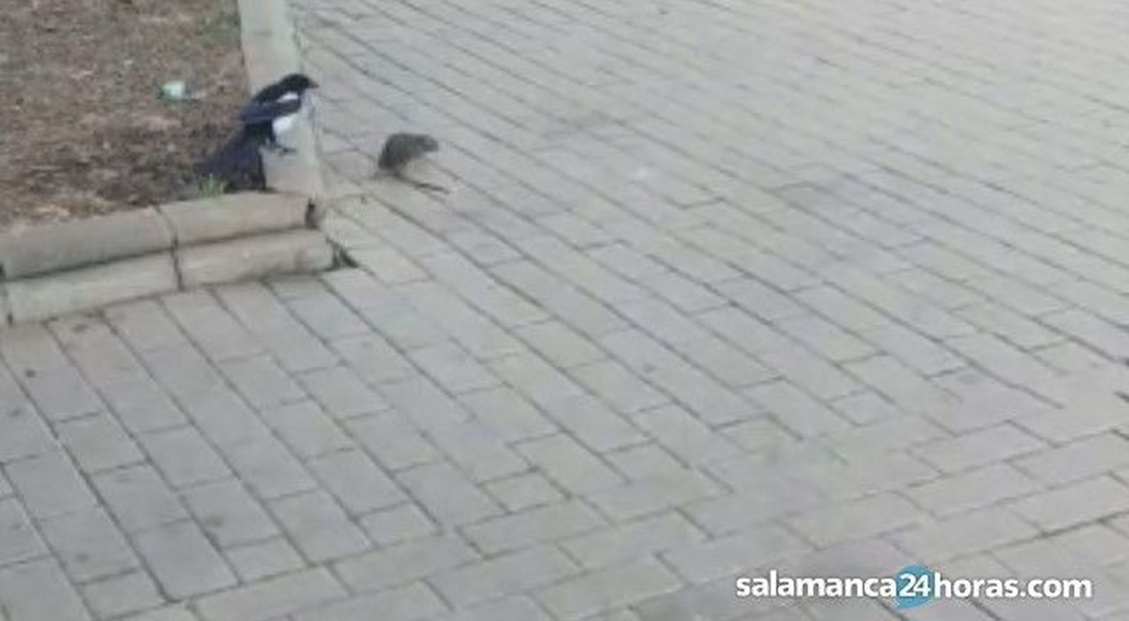 VÍDEO | Graban la pelea de una pega y una rata en plena calle de Salamanca