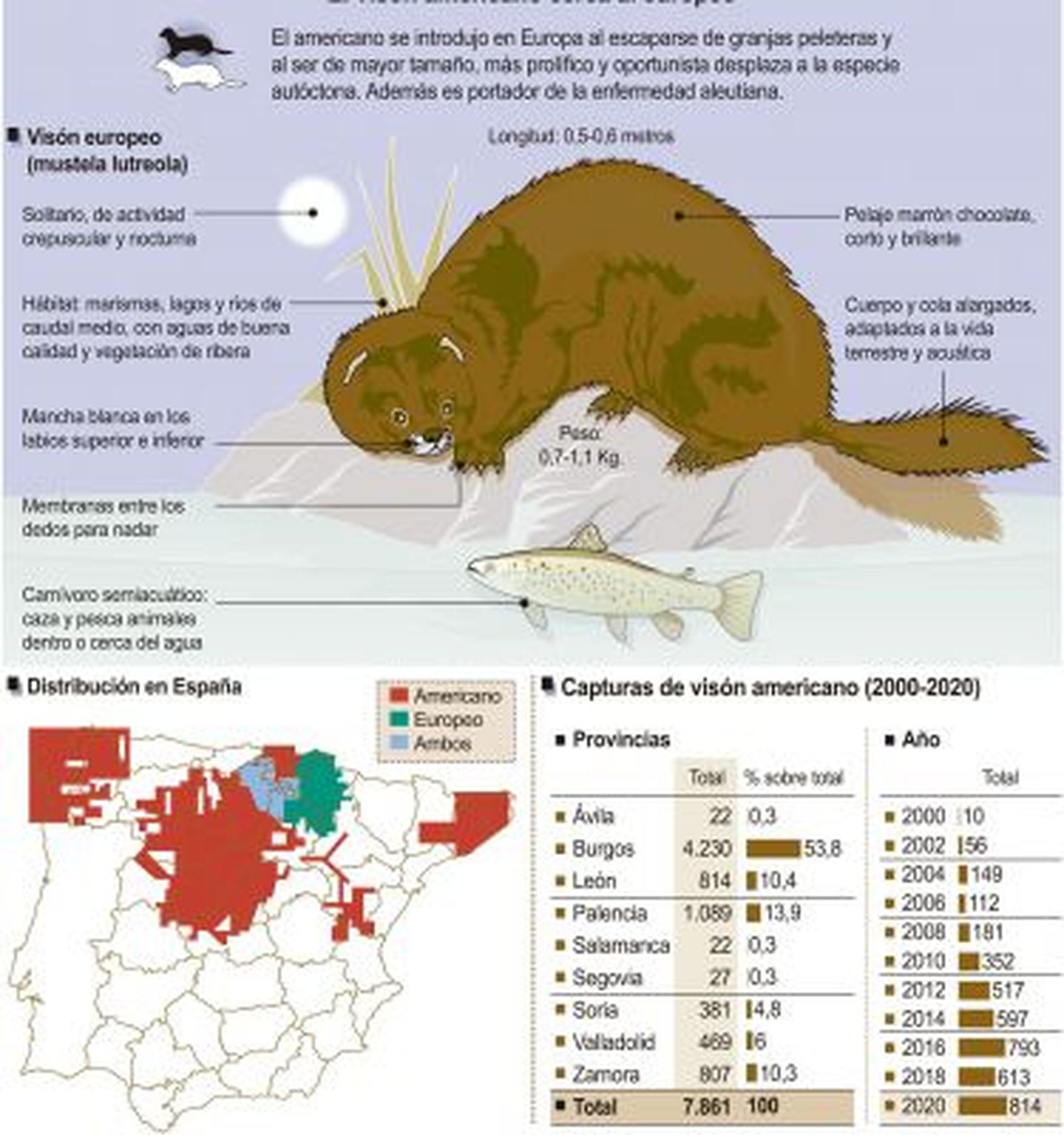Infografía visón americano