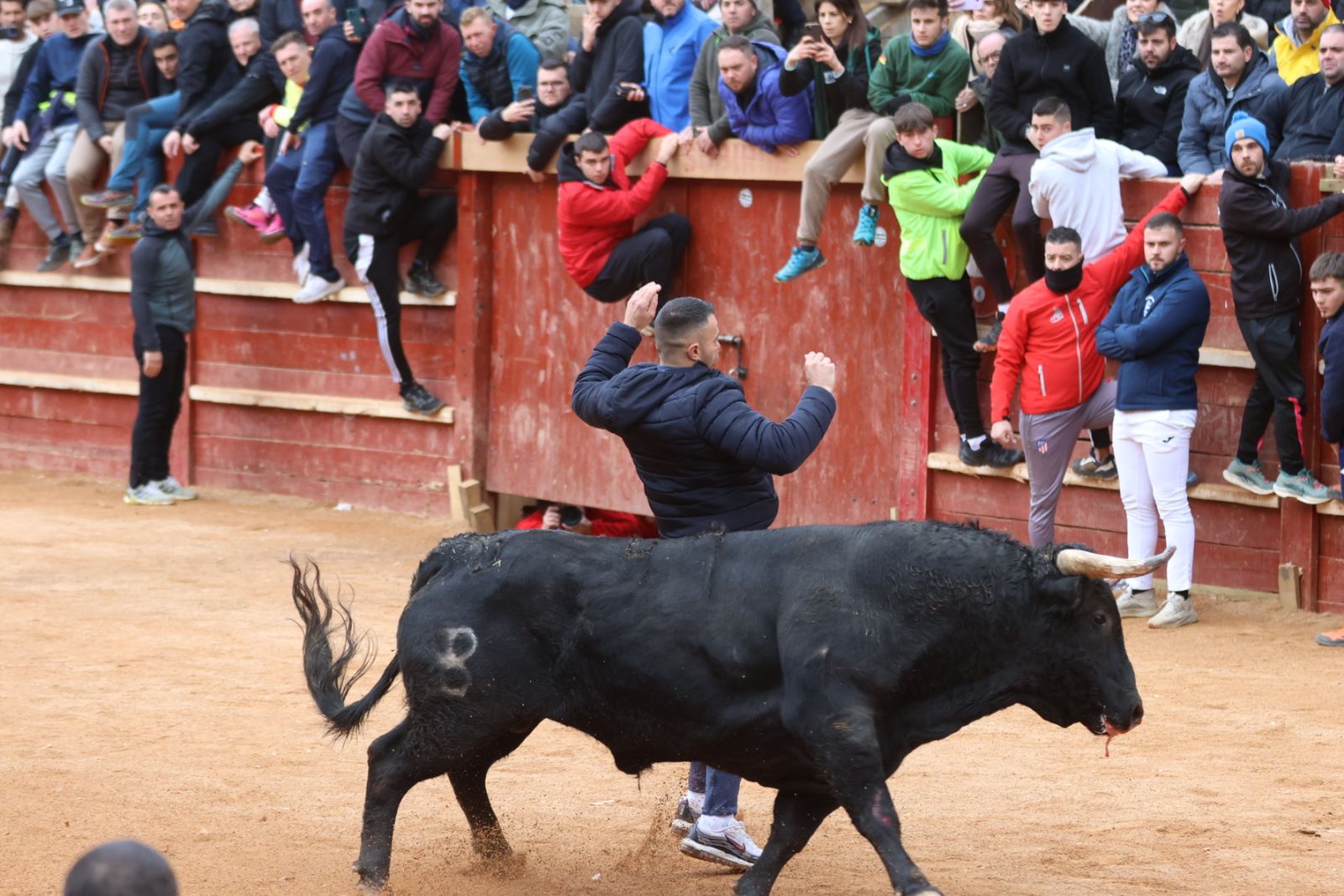Mañana de capea de lunes en el Carnaval del Toro 2026
