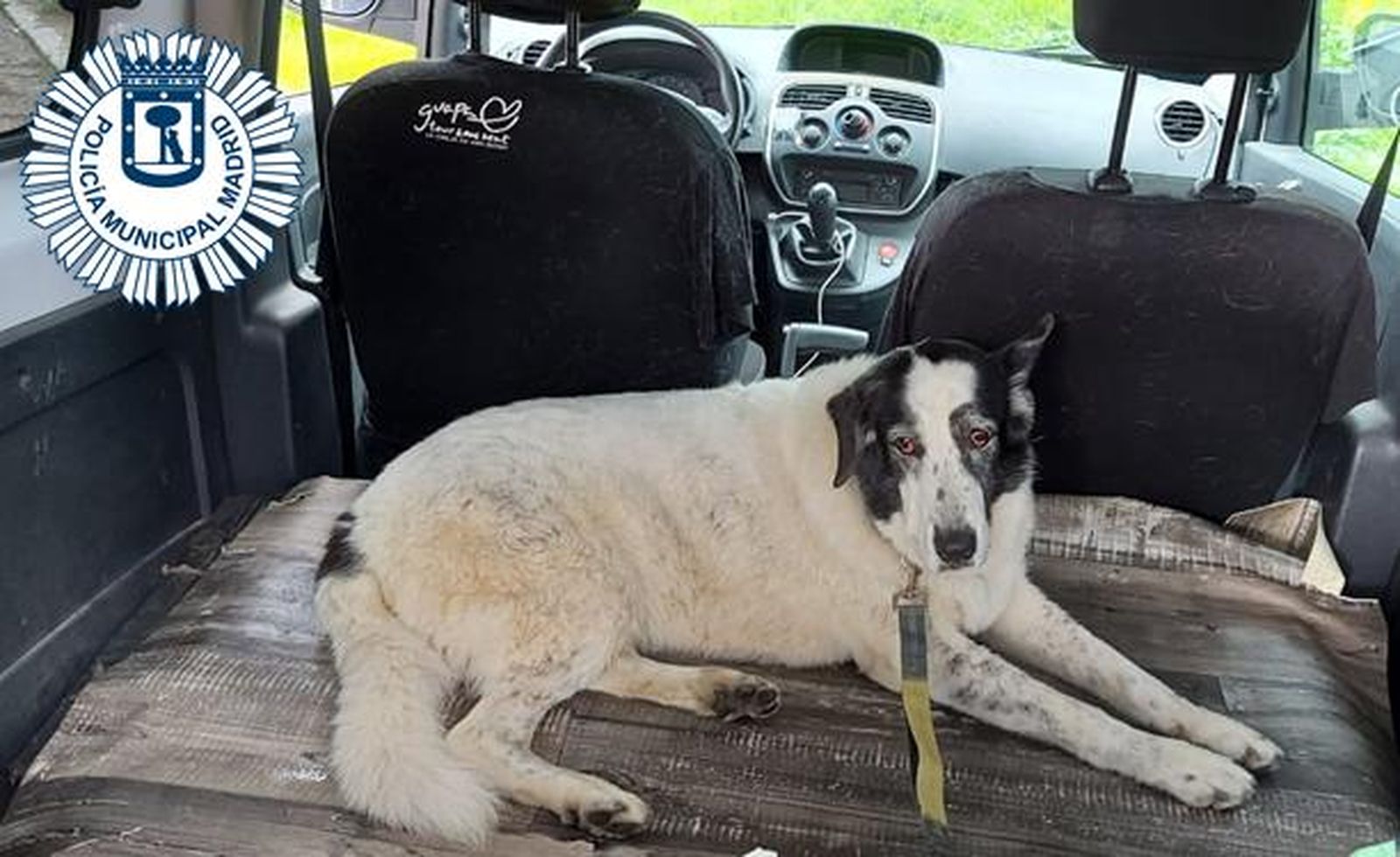 Sira, la perra perdida