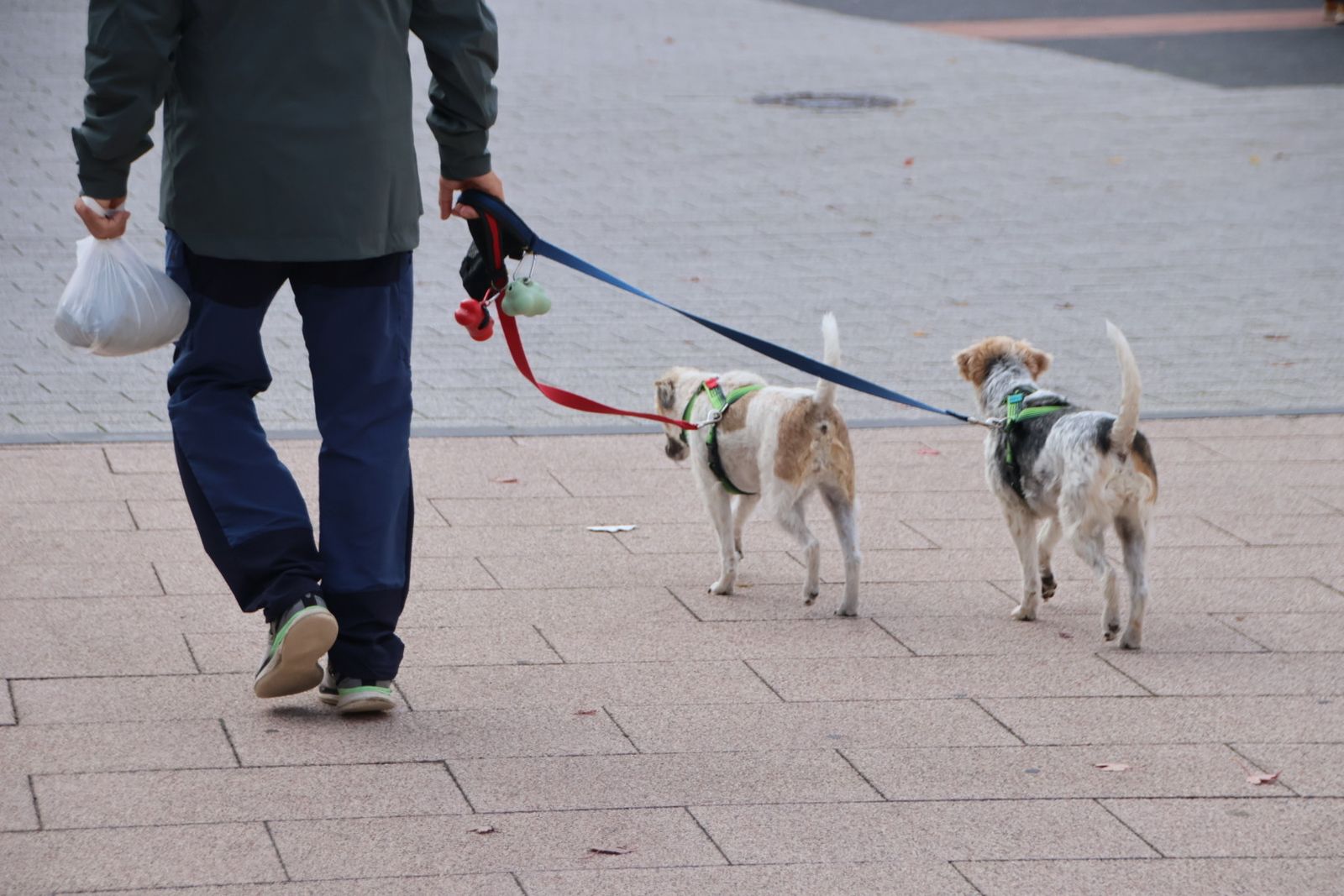 Señor con sus perros de paseo
