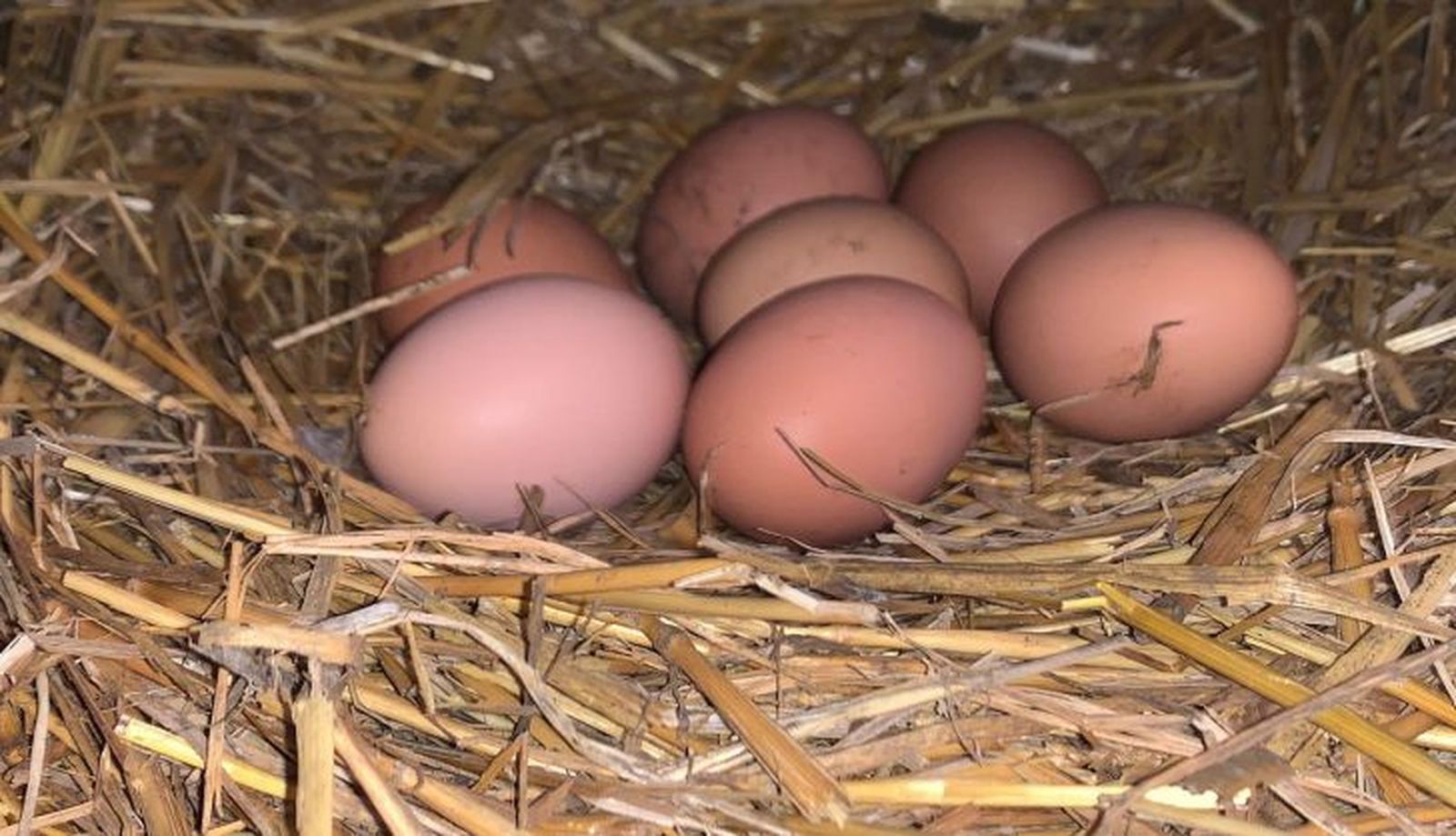 WhatsApp Image 2022 01 20 at 16.54.05