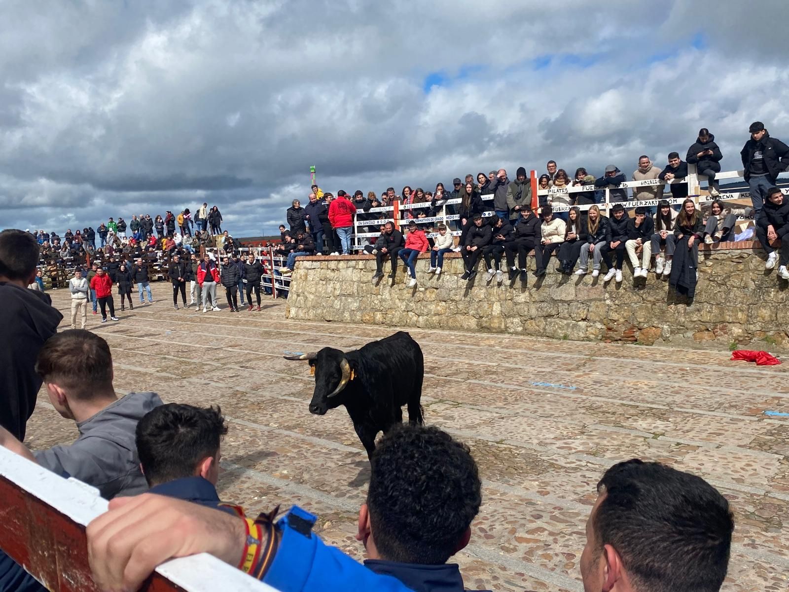suelta-de-vaquillas-por-el-domingo-de-pinata-en-ciudad-rodrigo-9-de-marzo-de-2025-13