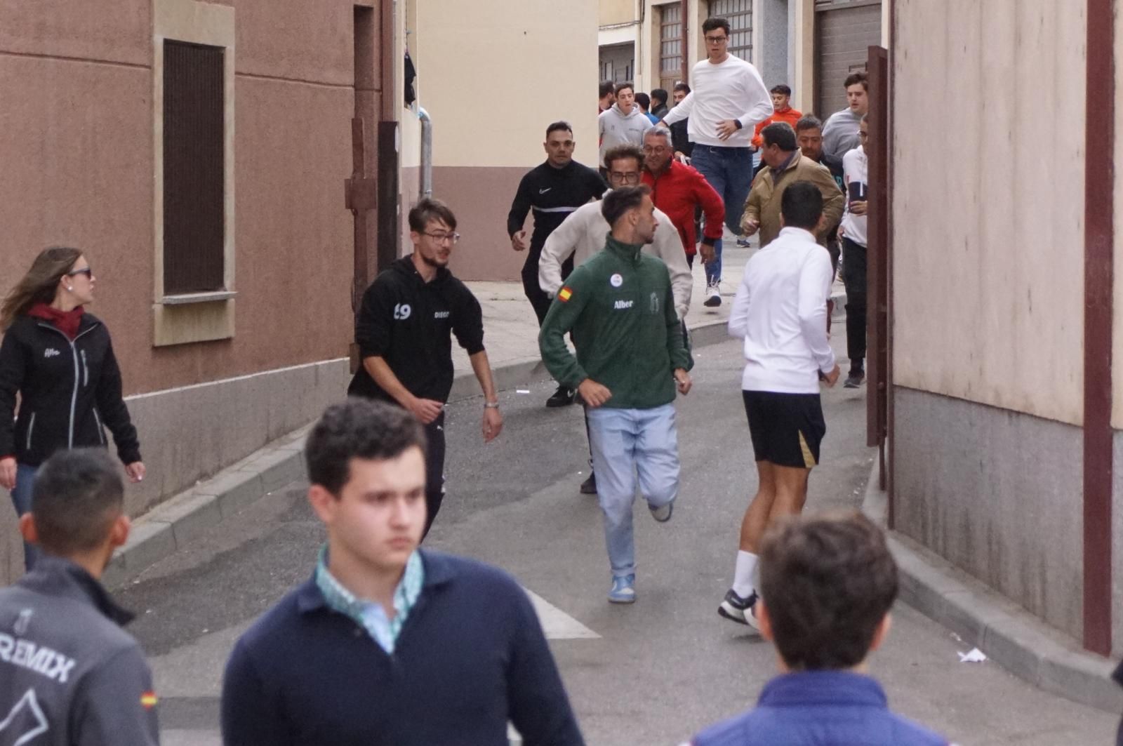 Alba de Tormes celebra un encierro, capea y encierro de minibueyes