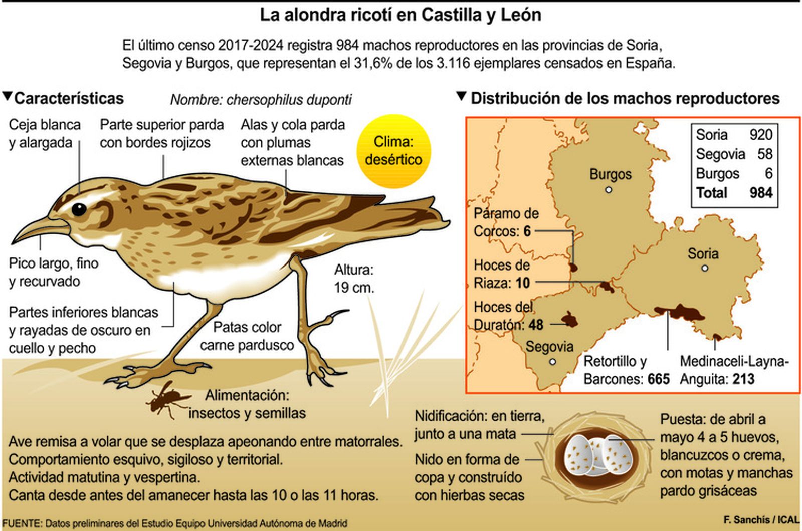 El último canto de la alondra ricotí en la estepa castellana