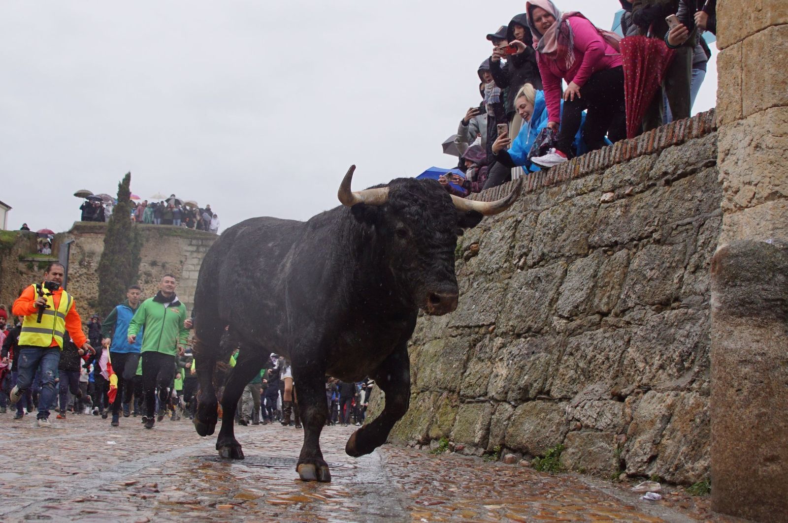 Desencierro toros Lunes 3 de marzo Carnaval del Toro de Ciudad Rodrigo
