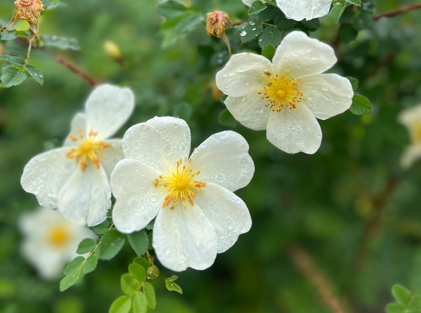 Flores en primavera. Foto: Patricia Hernández