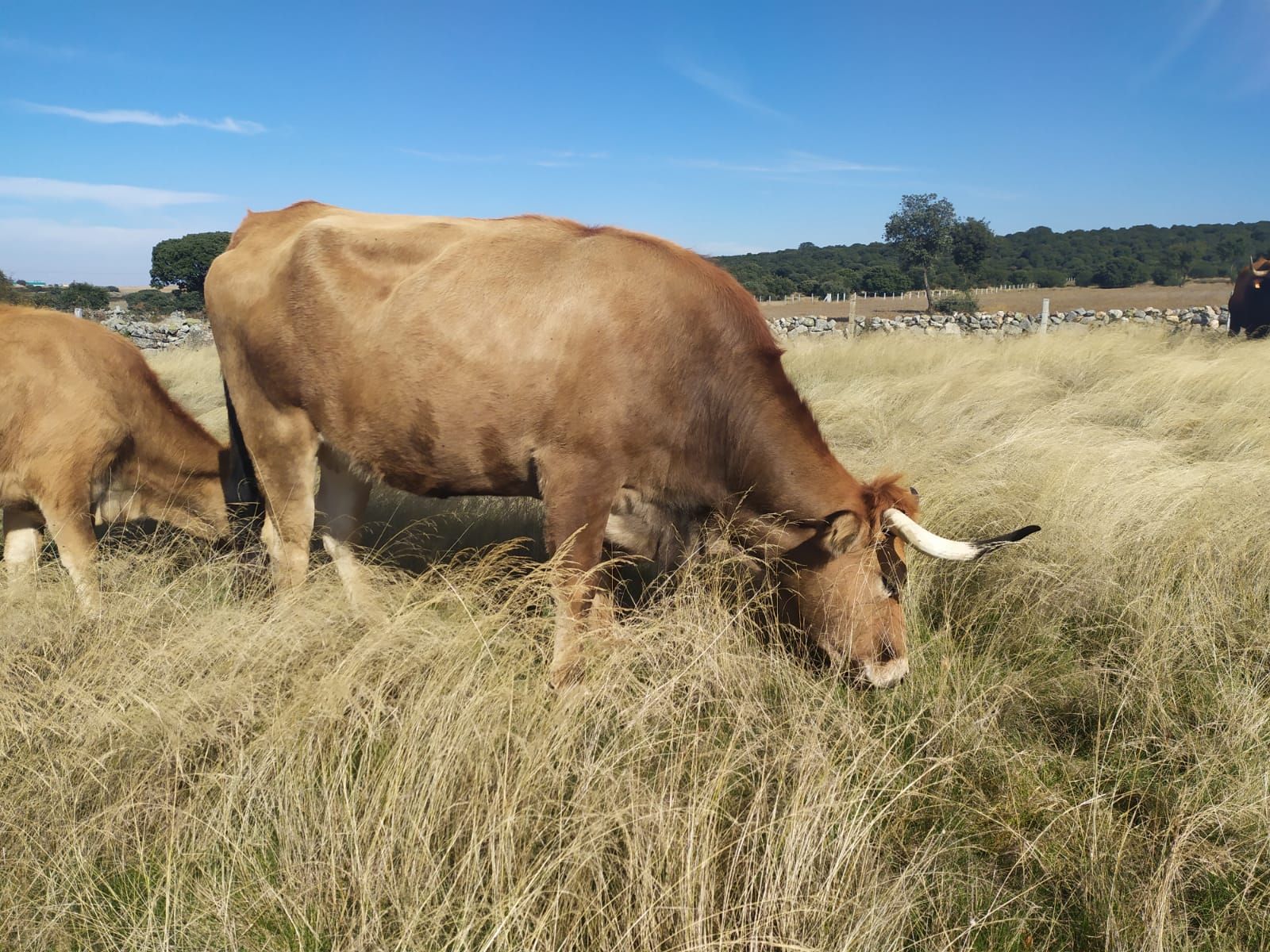 Razas autóctonas de Zamora. Archivo.